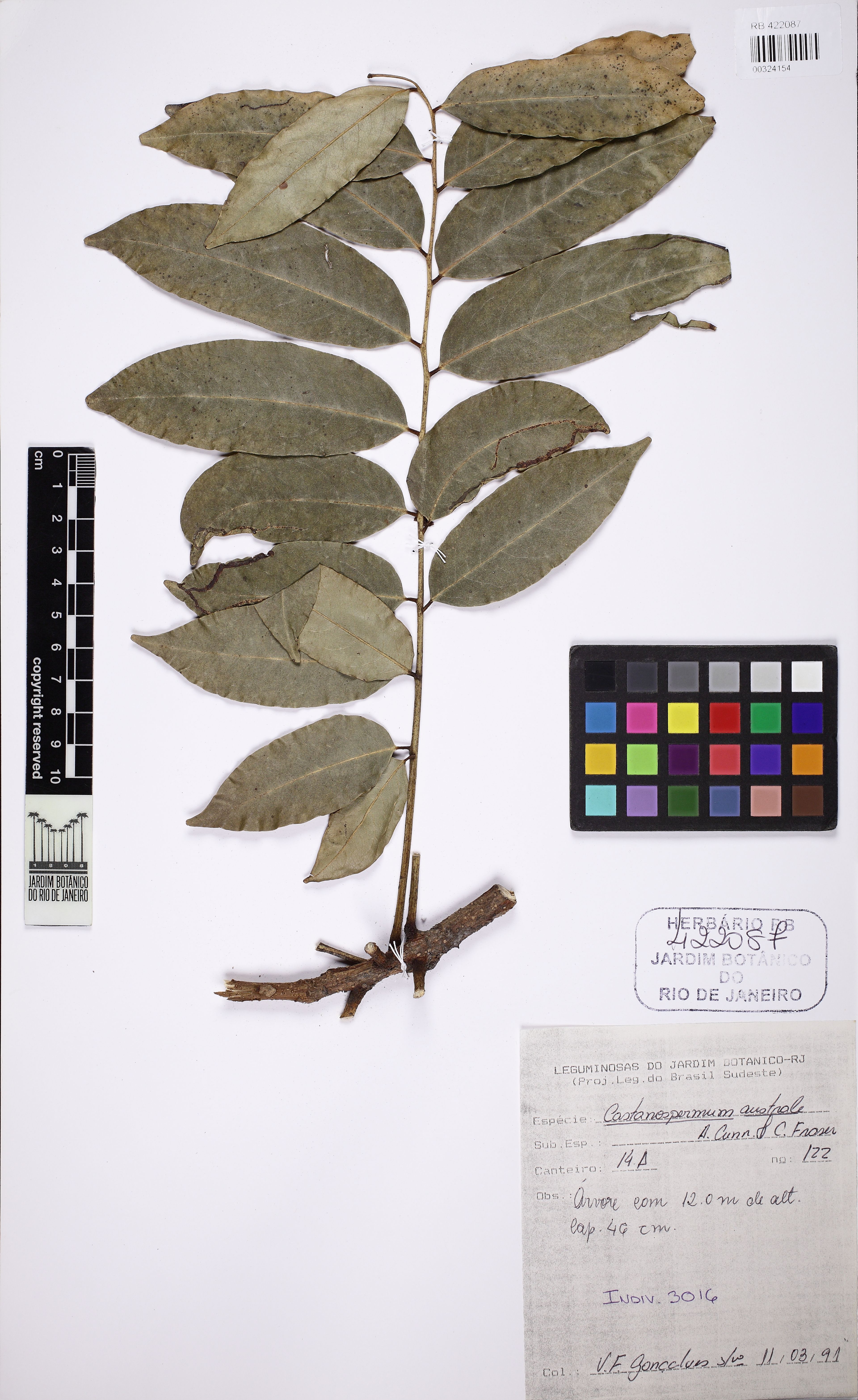 Castanospermum australe - 7