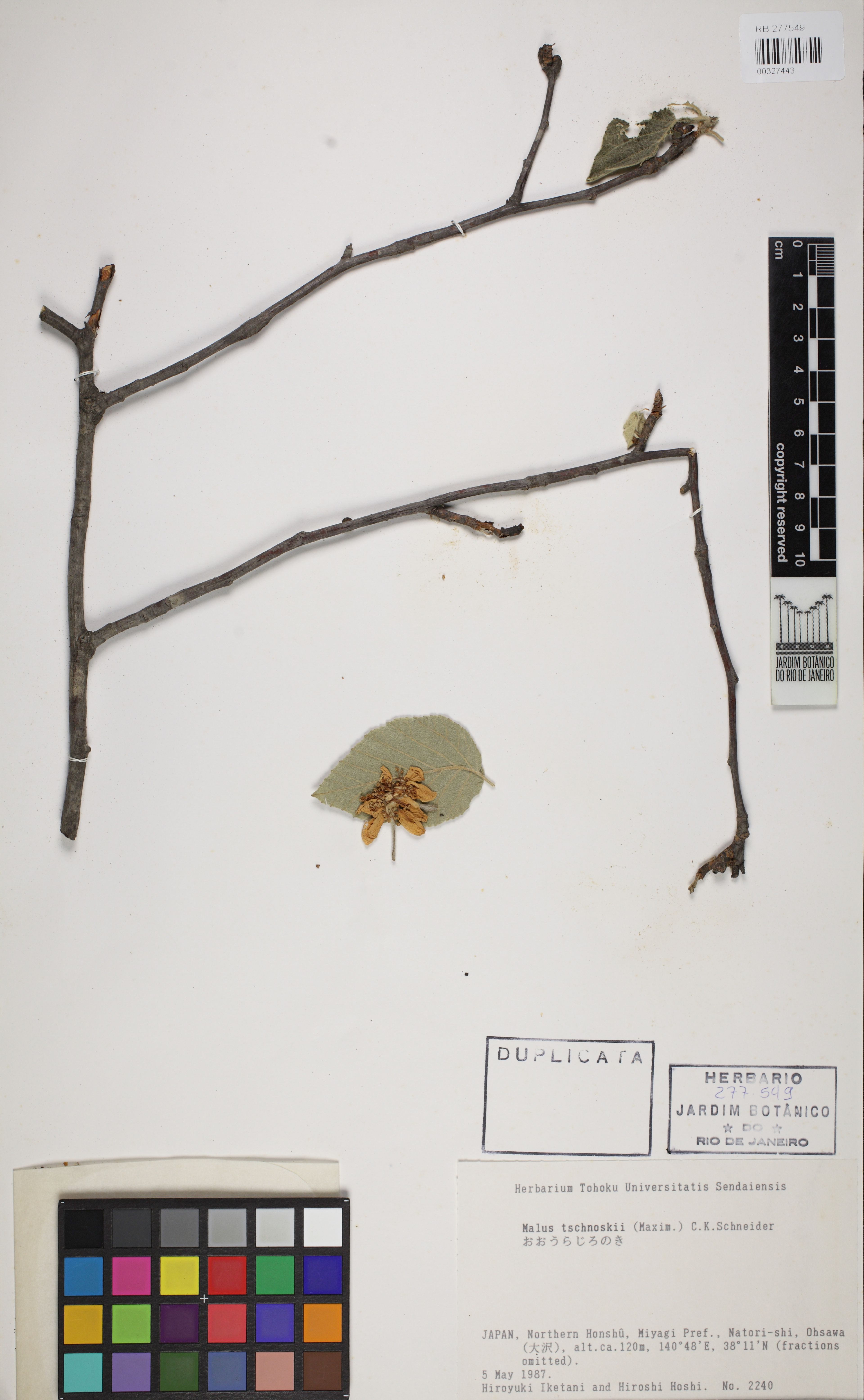 Malus tschonoskii - 42