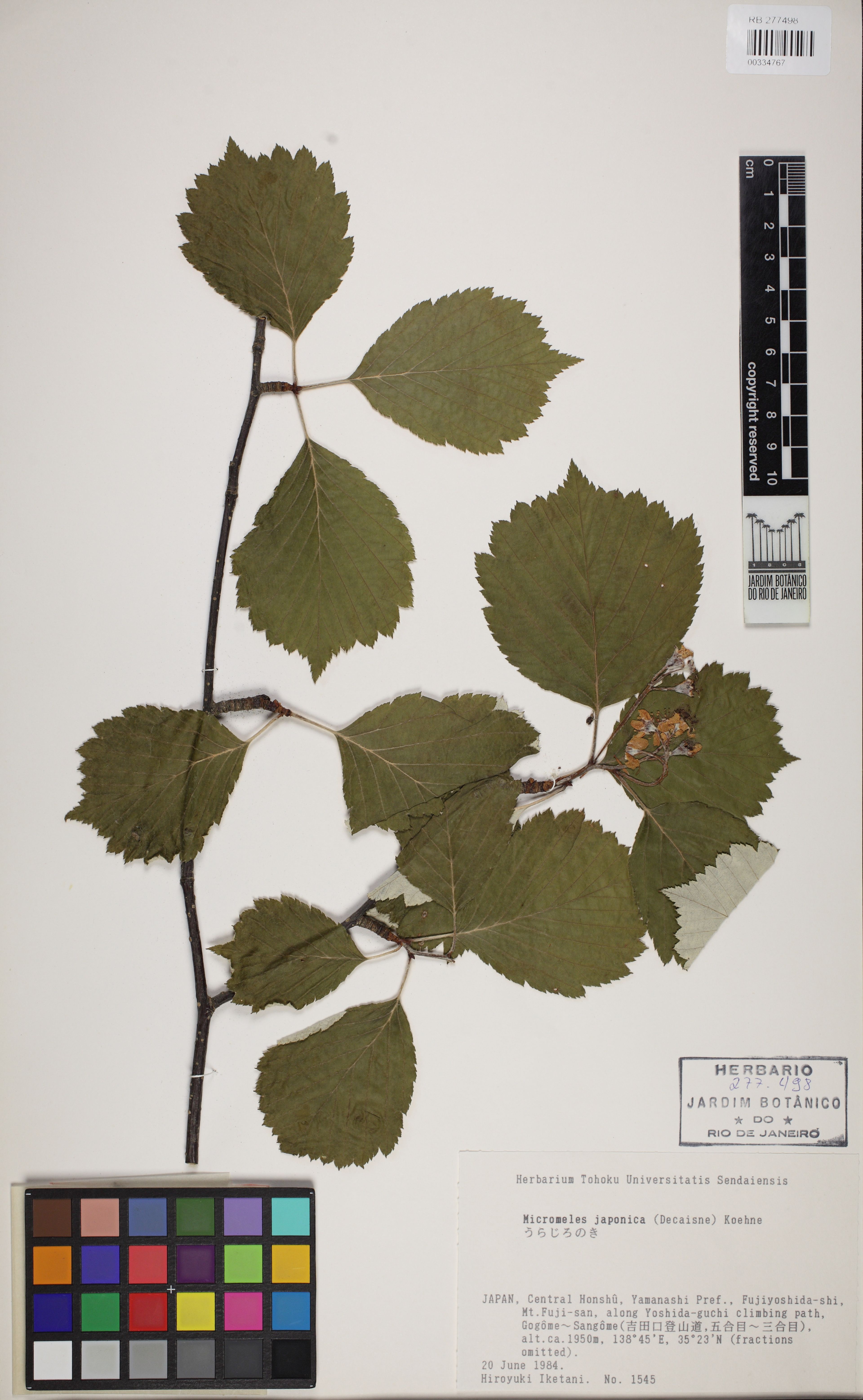 Sorbus japonica - 33