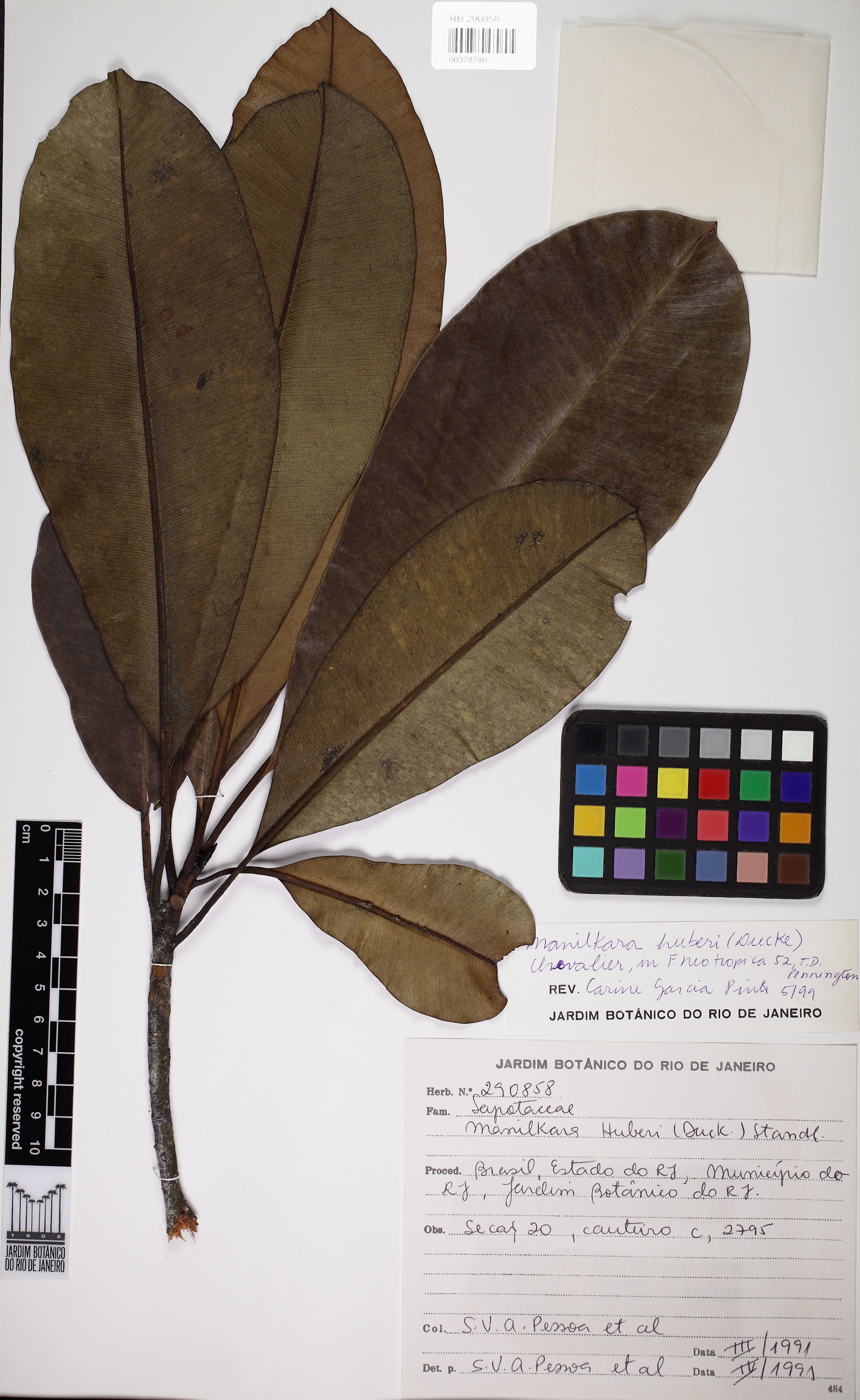 Manilkara huberi - 49