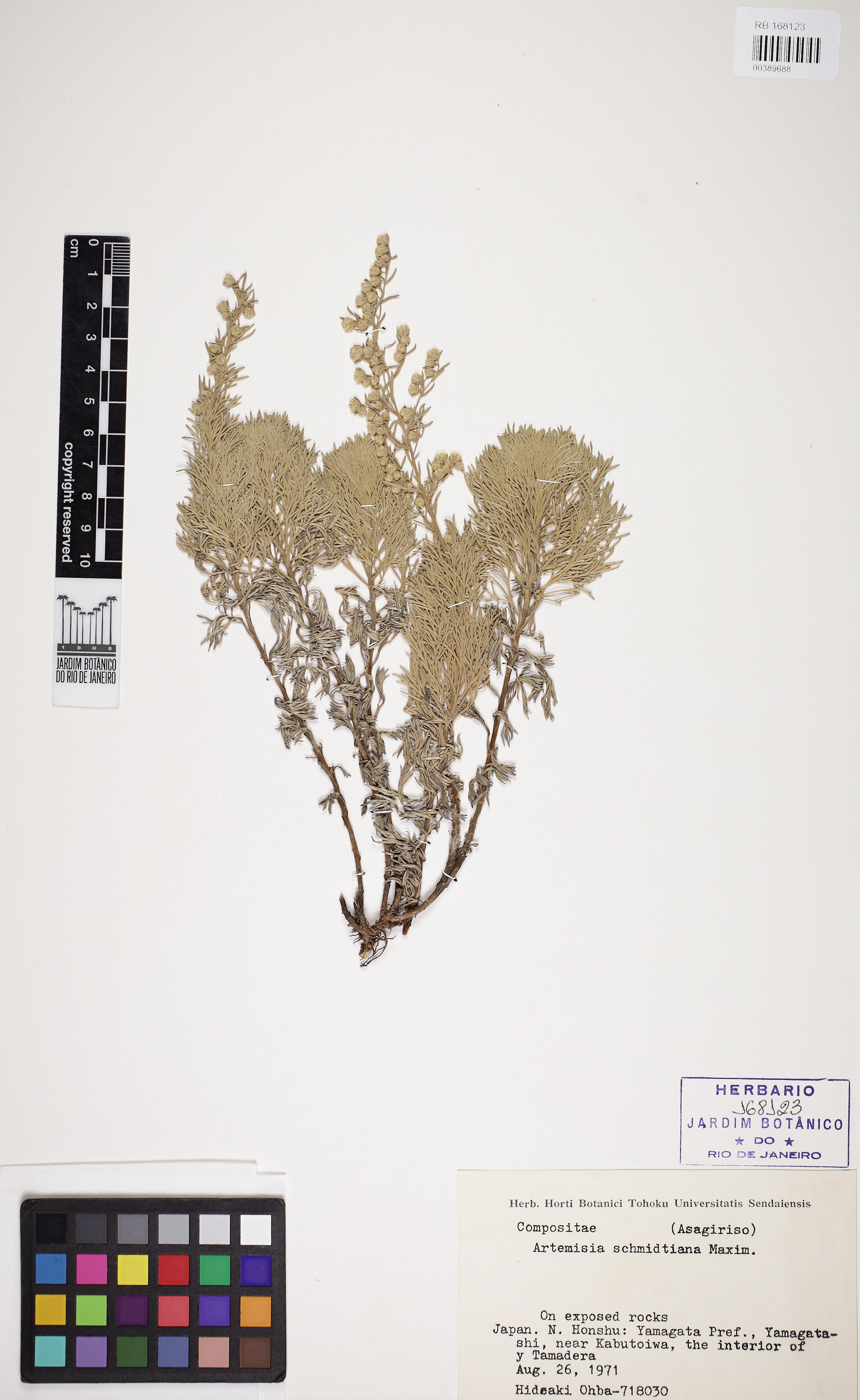 Artemisia schmidtiana - 15