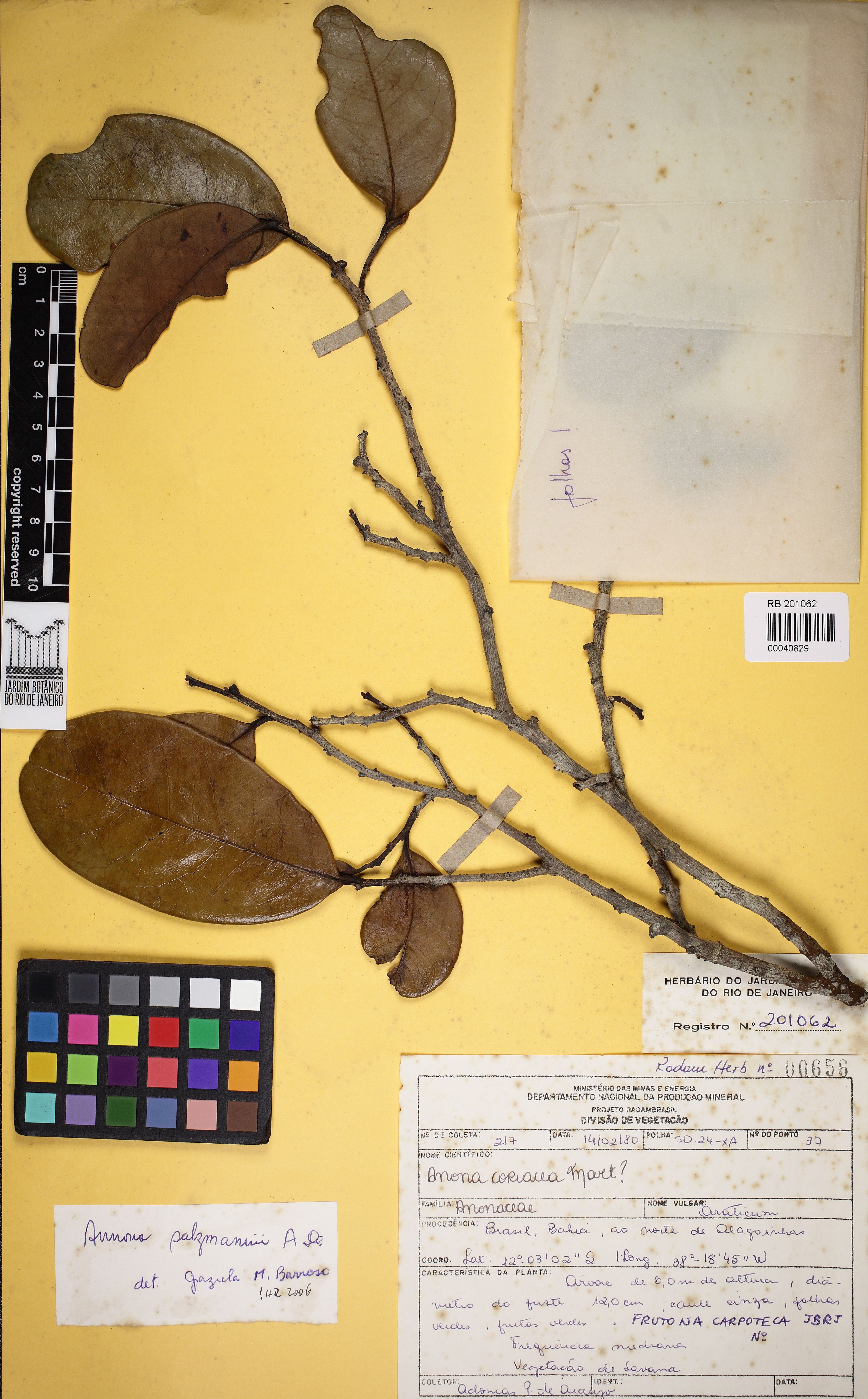 Annona salzmannii - 20