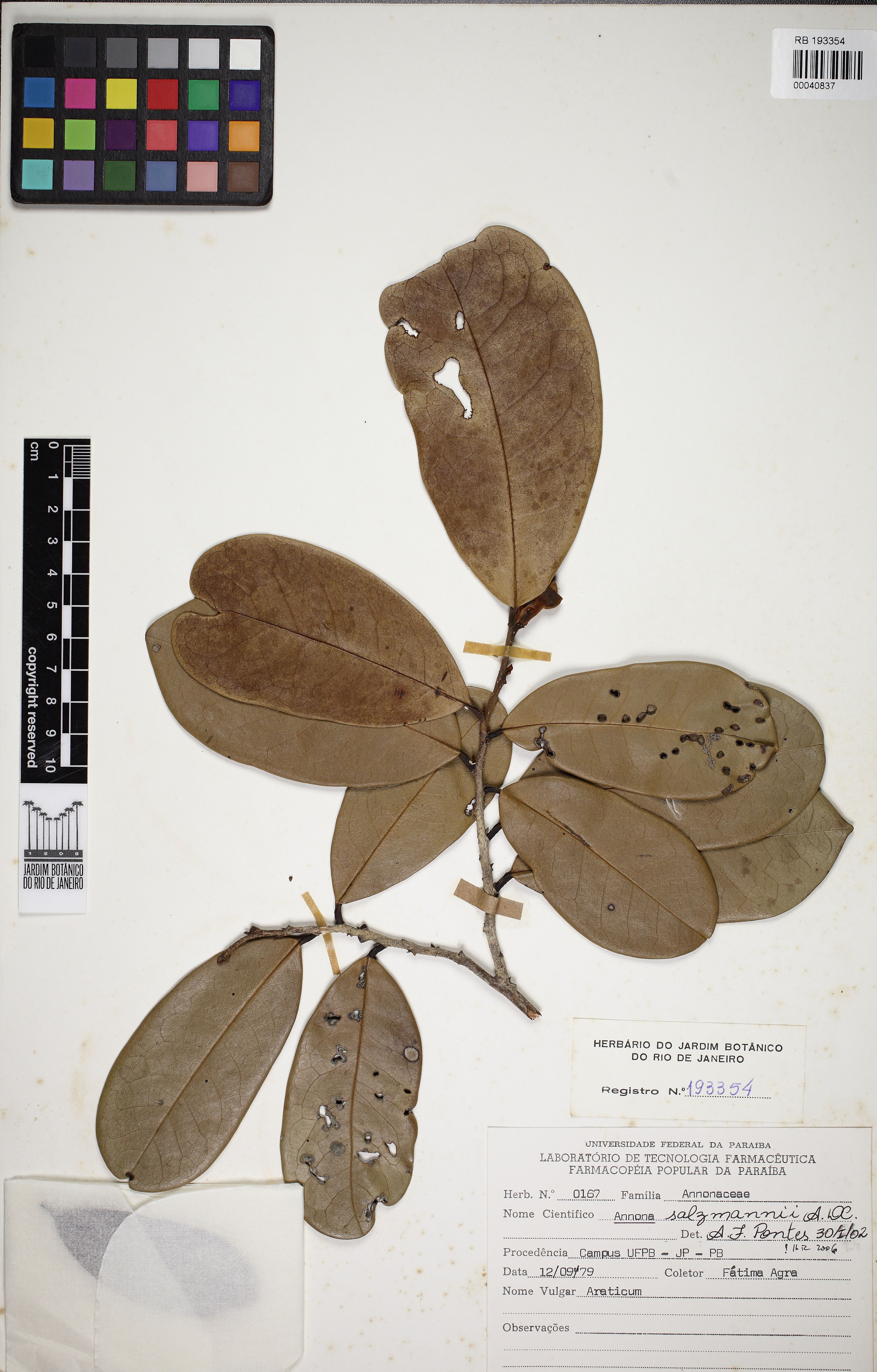 Annona salzmannii - 25