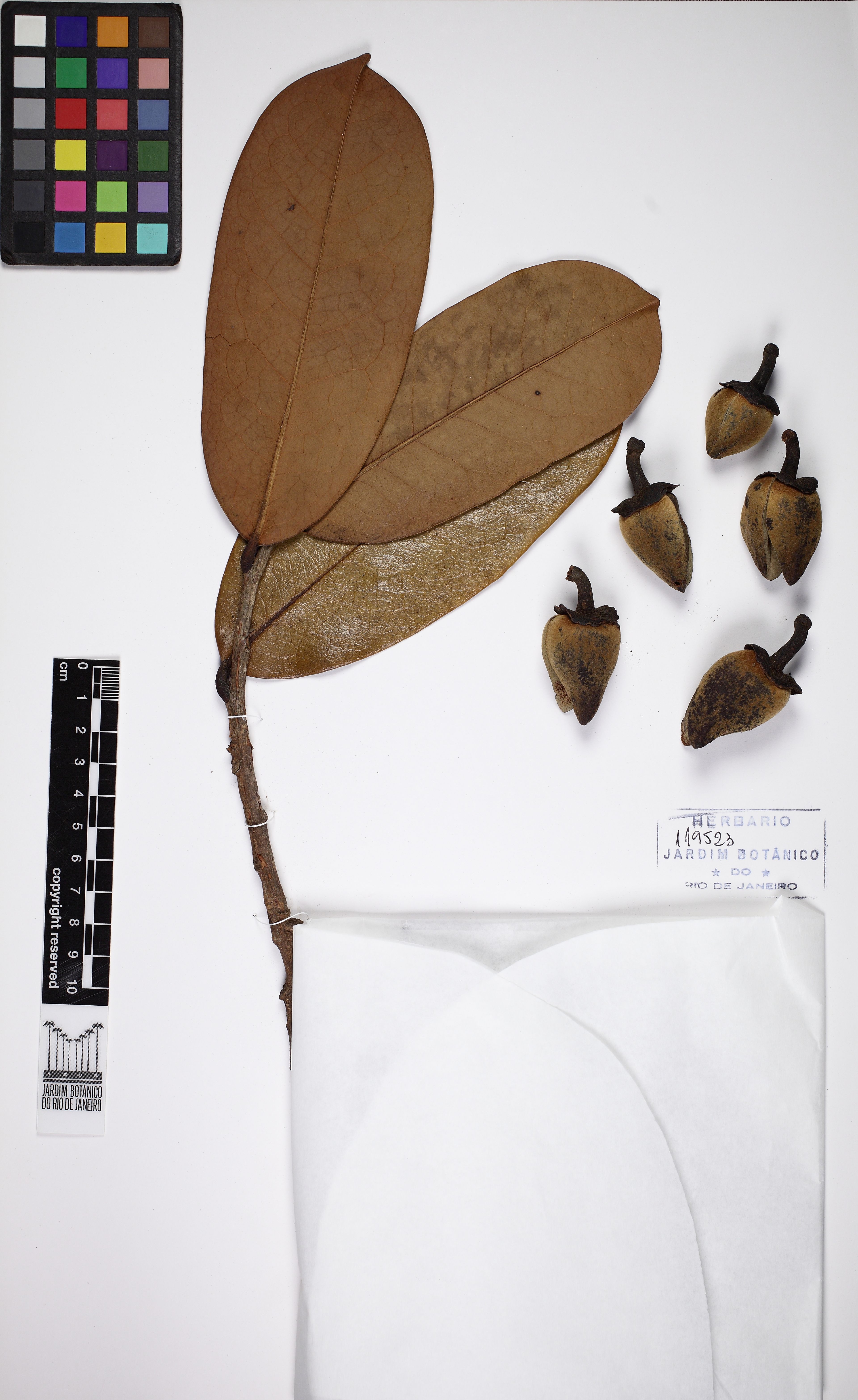 Annona salzmannii - 15