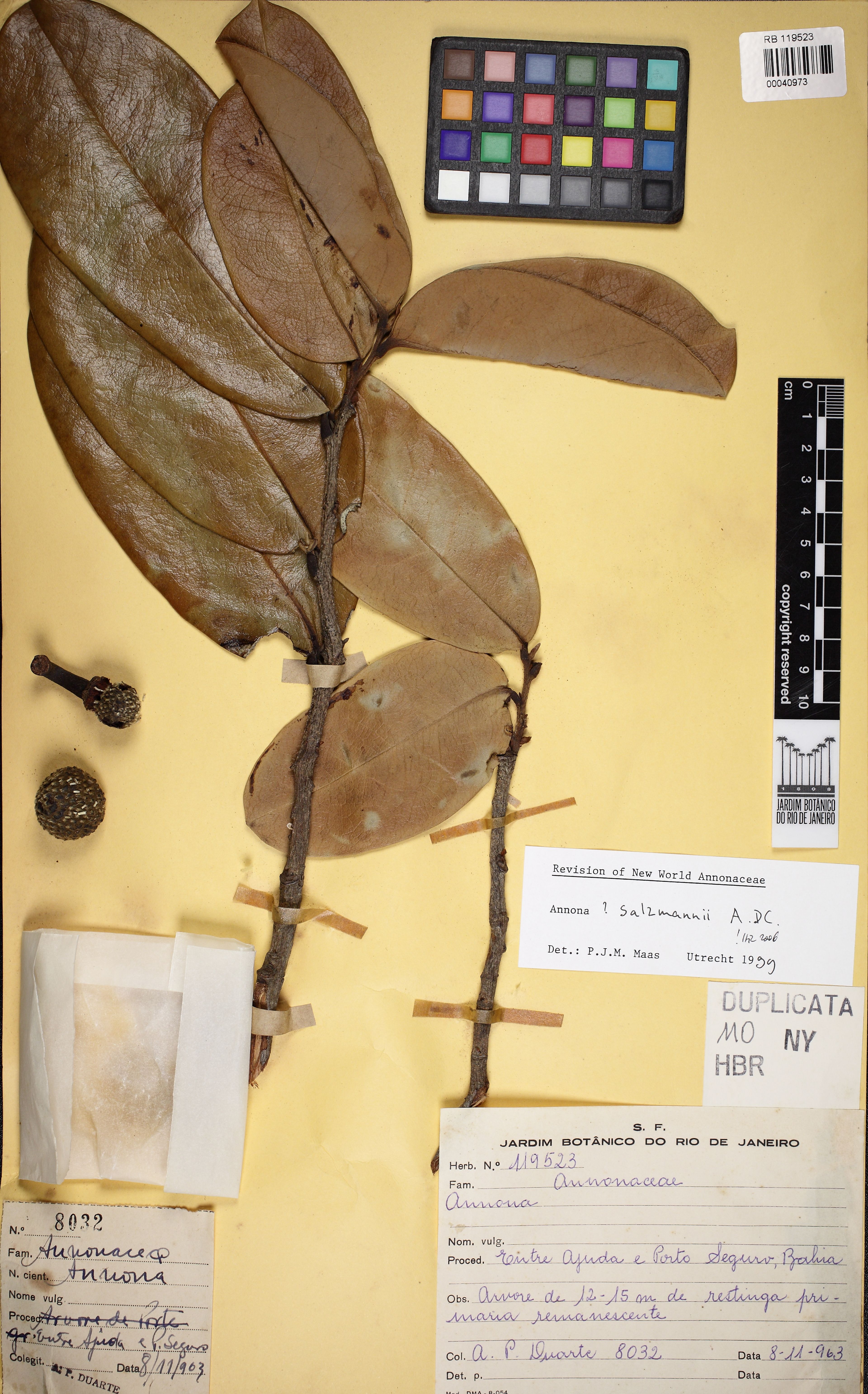 Annona salzmannii - 55