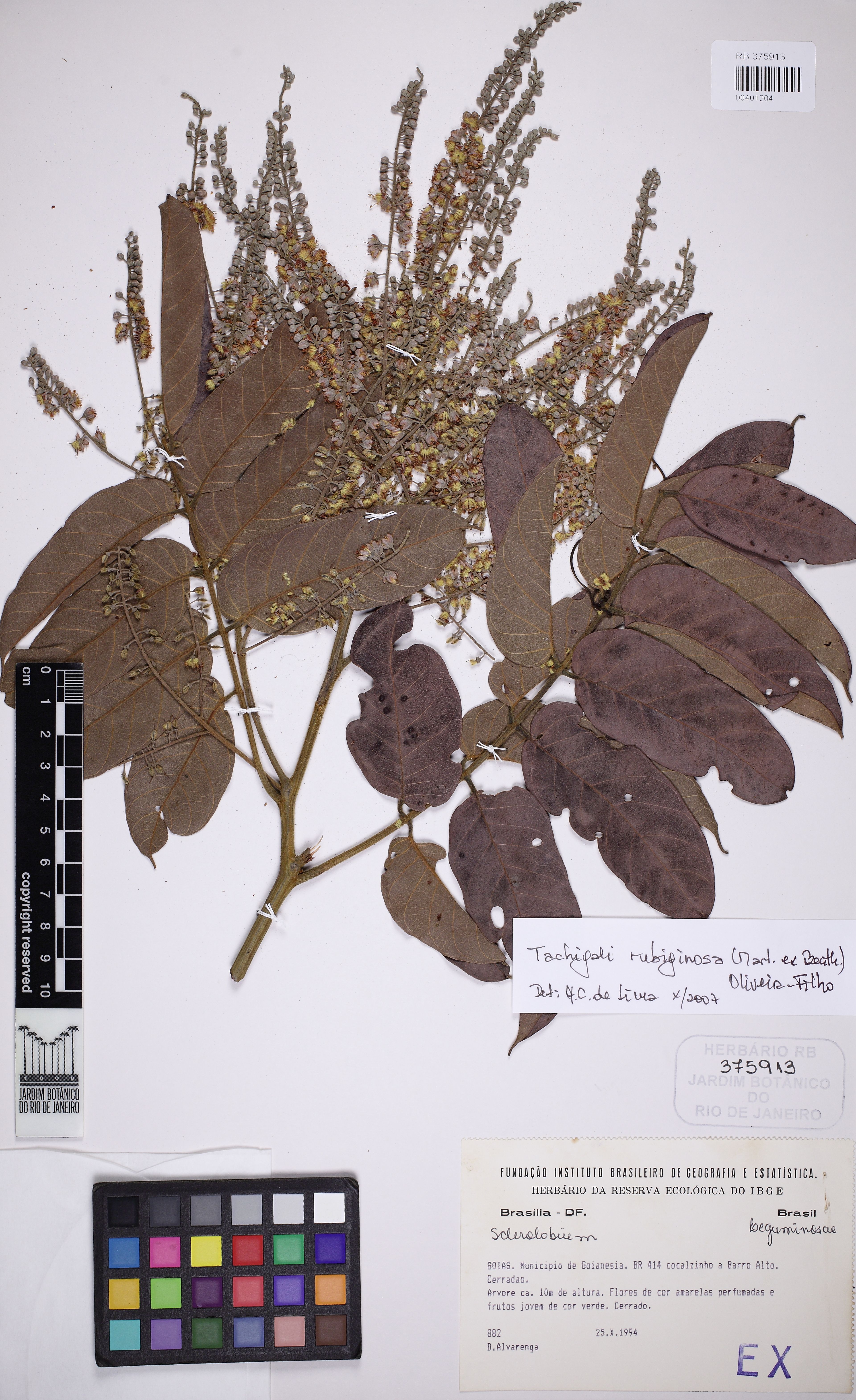Tachigali rubiginosa - 35
