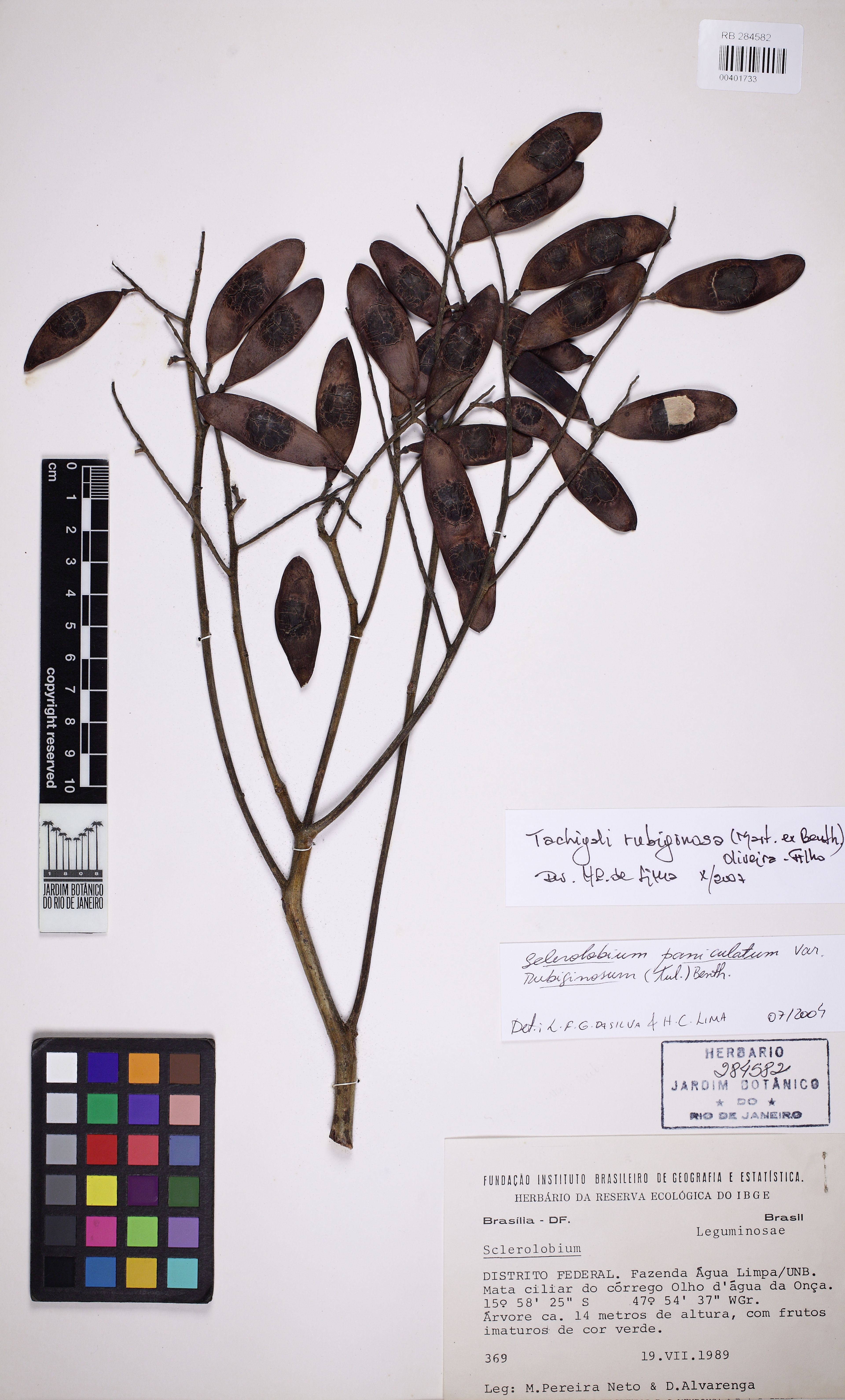 Tachigali rubiginosa - 55