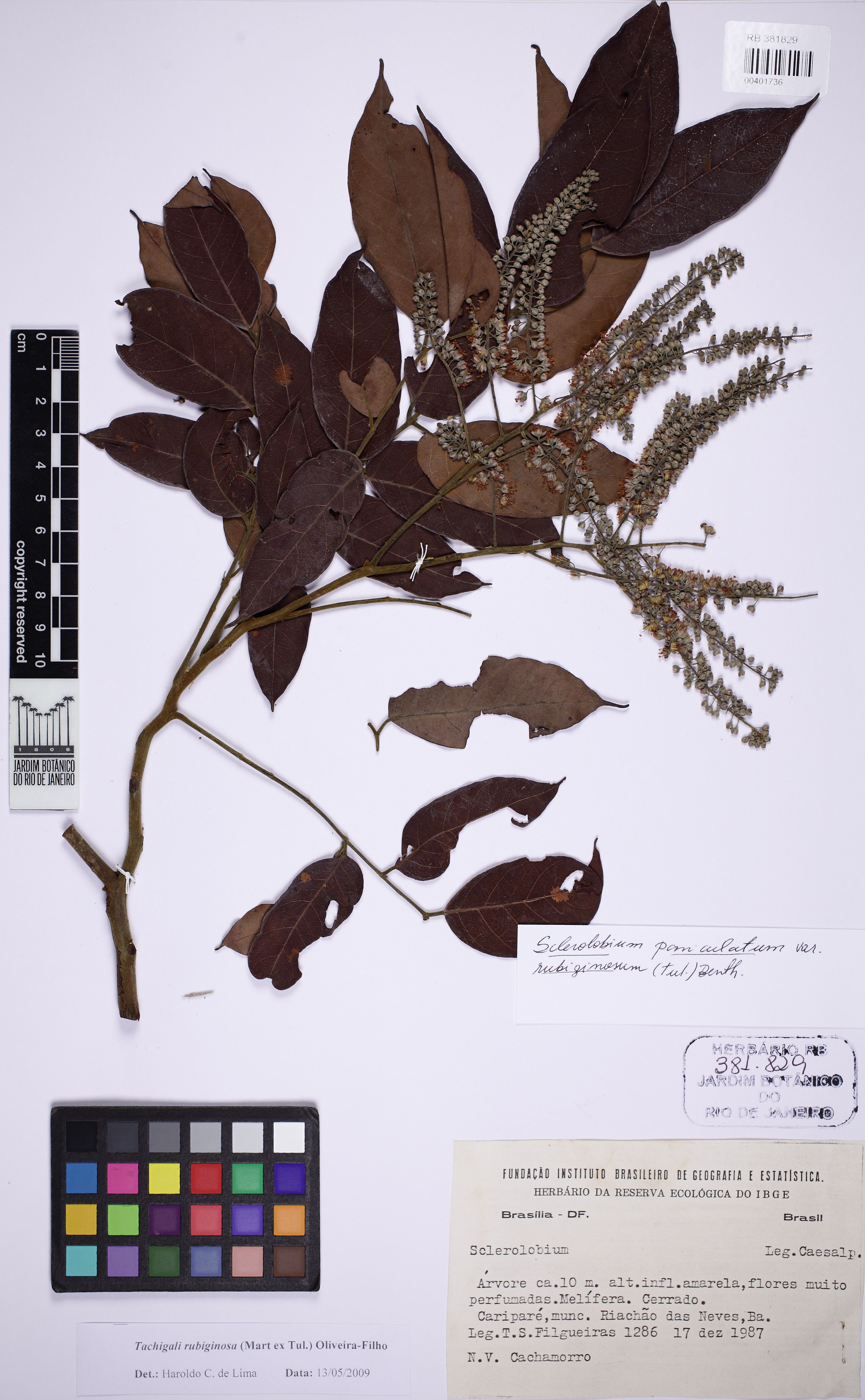 Tachigali rubiginosa - 99