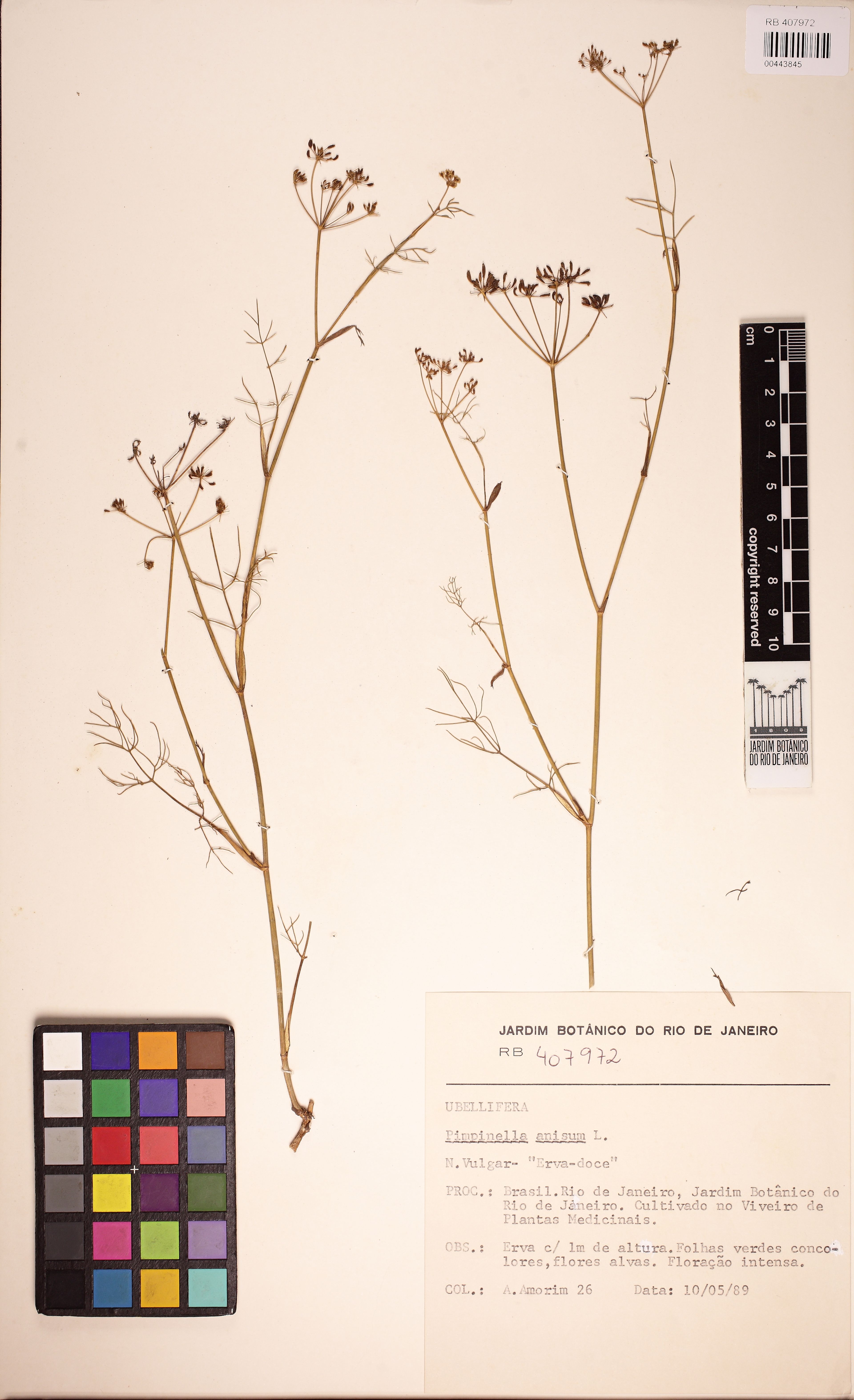 Pimpinella anisum - 4
