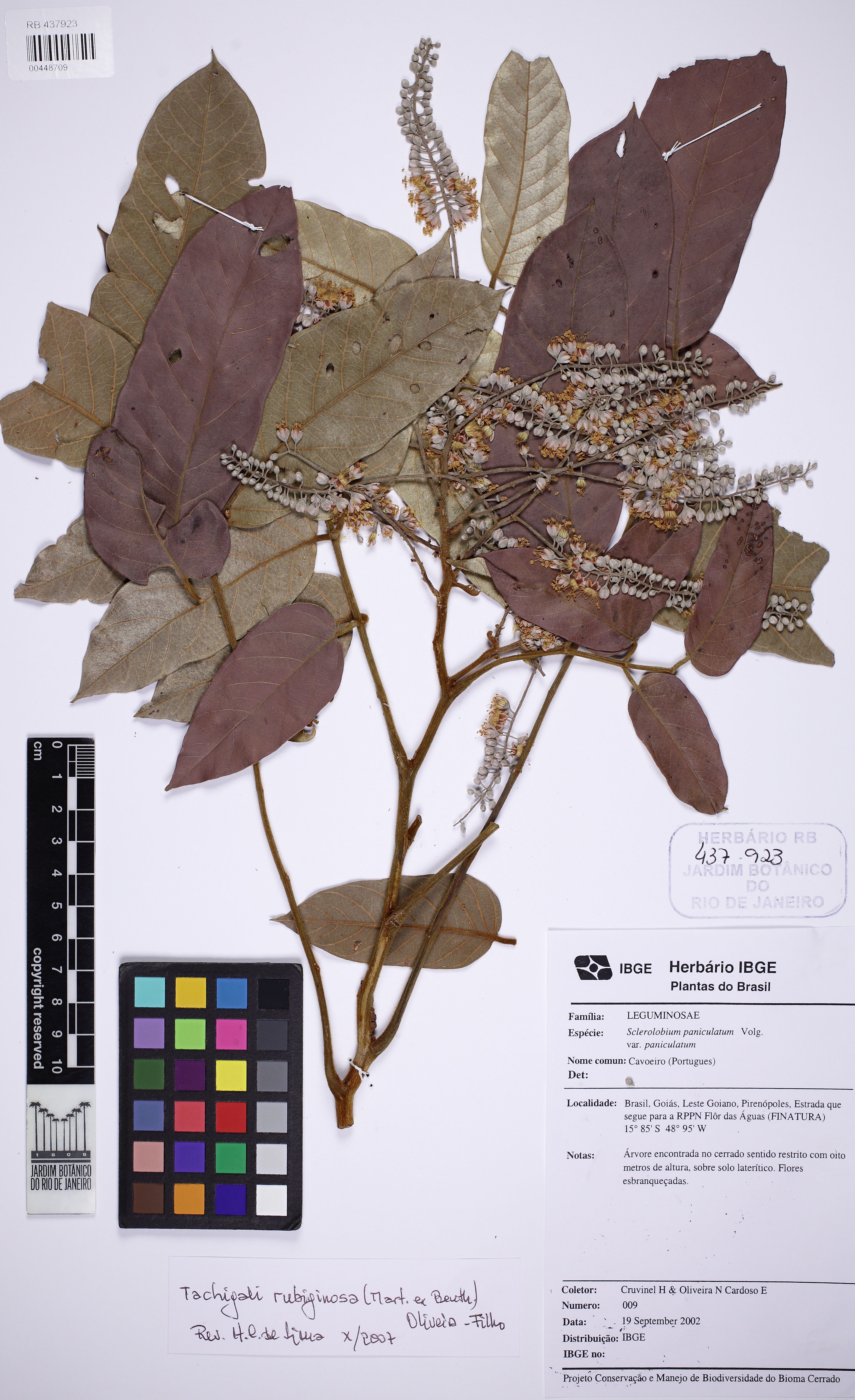 Tachigali rubiginosa - 19