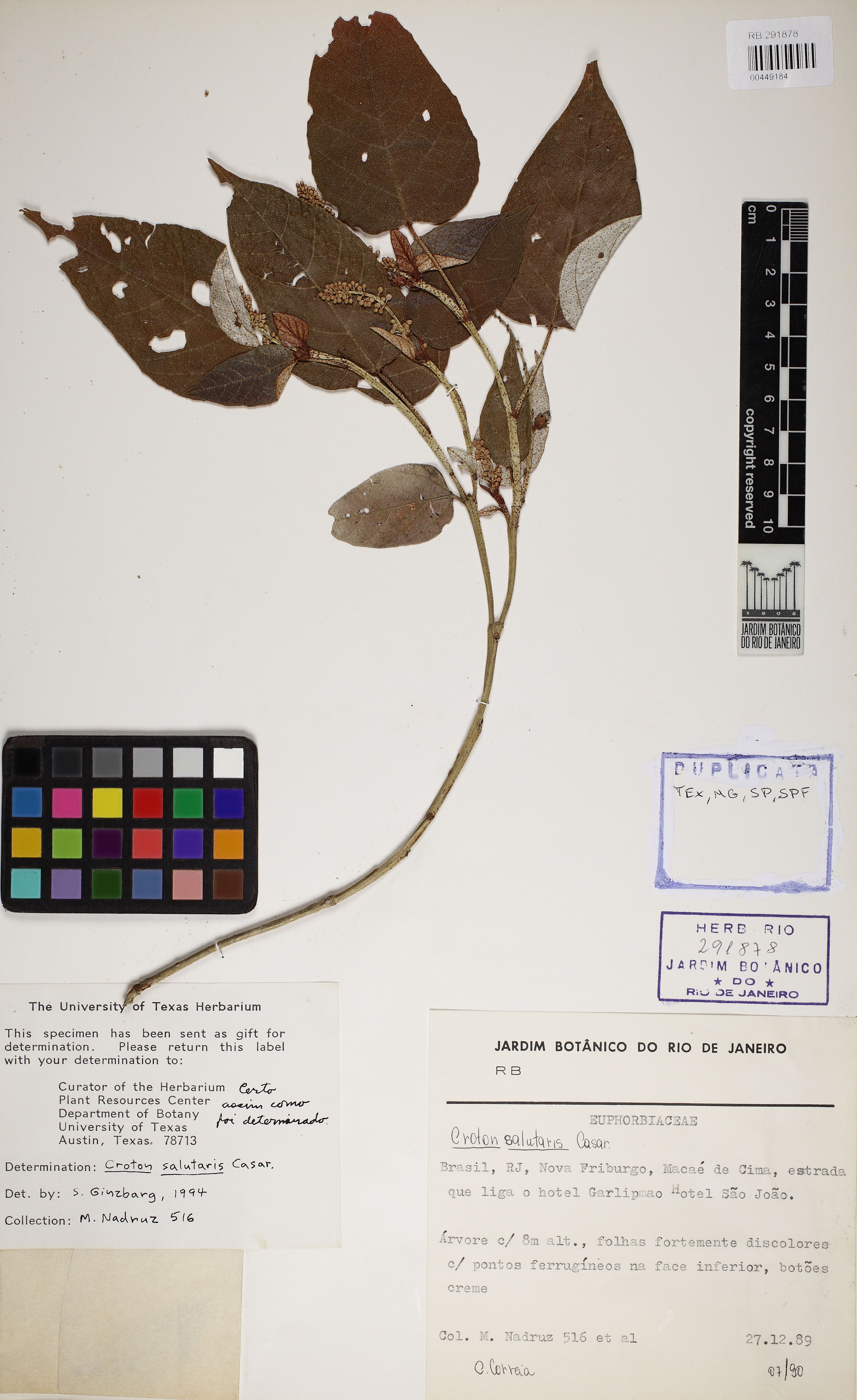 Croton salutaris - 46