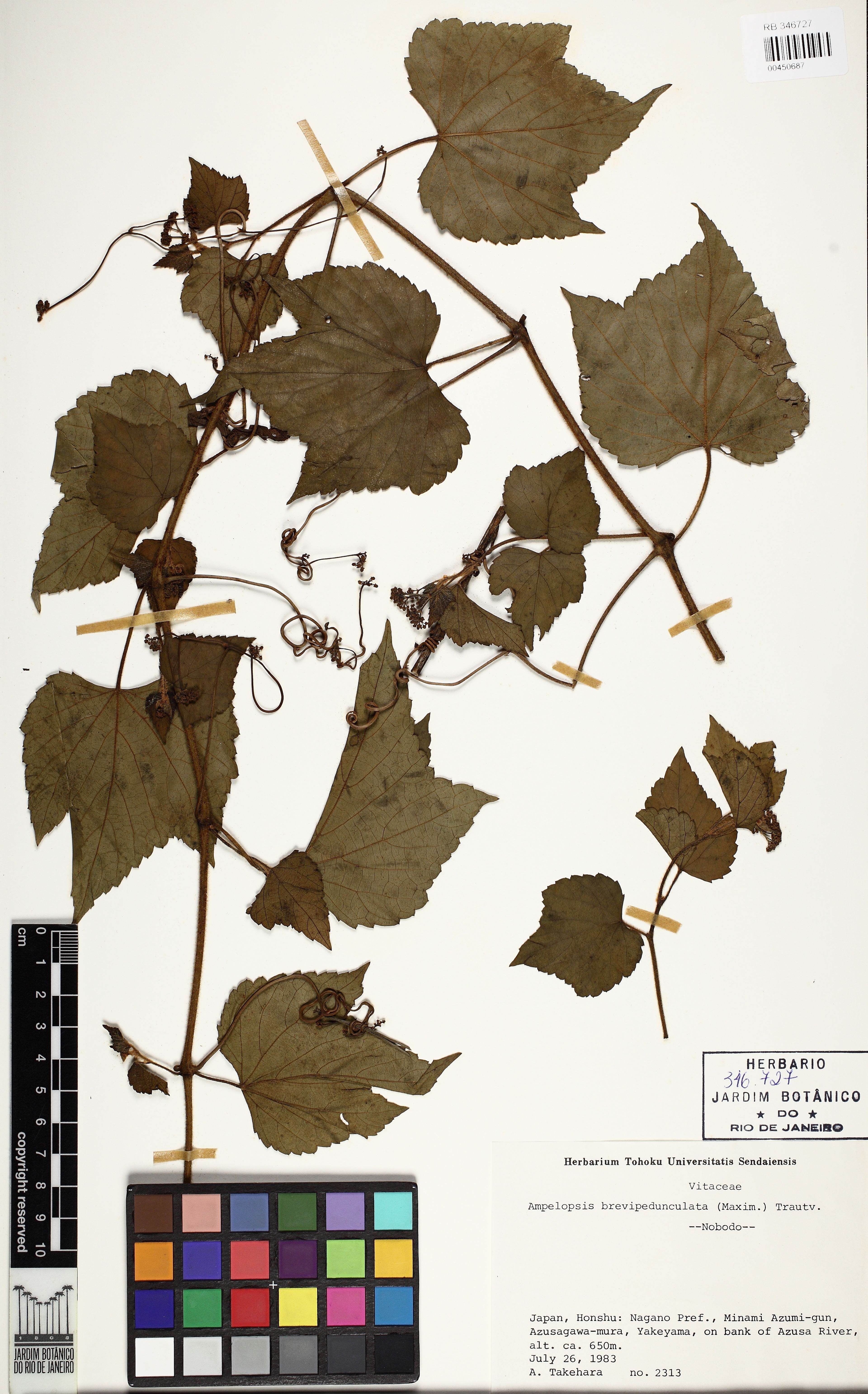Ampelopsis brevipedunculata - 13