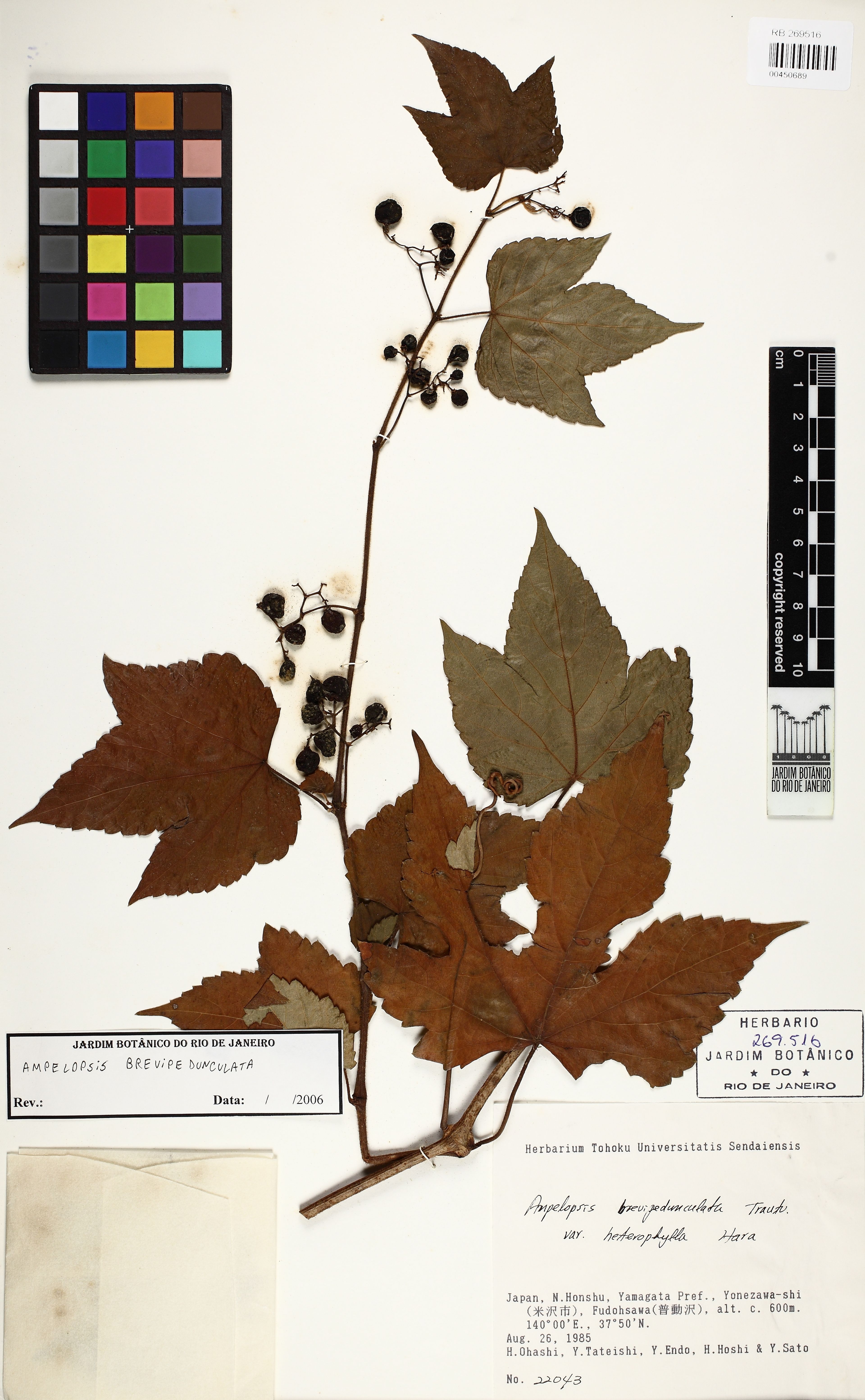 Ampelopsis brevipedunculata - 56
