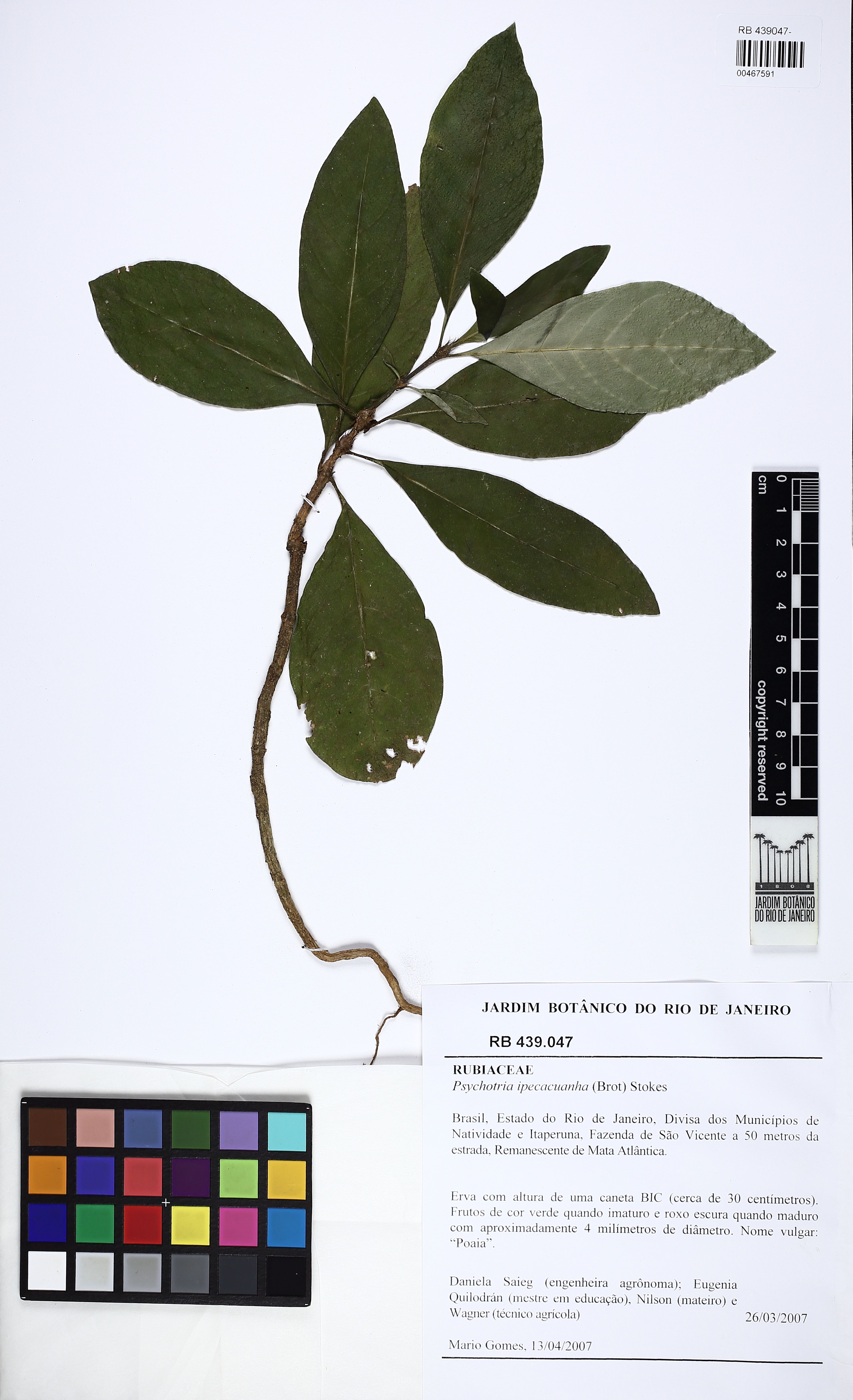 Carapichea ipecacuanha - 70