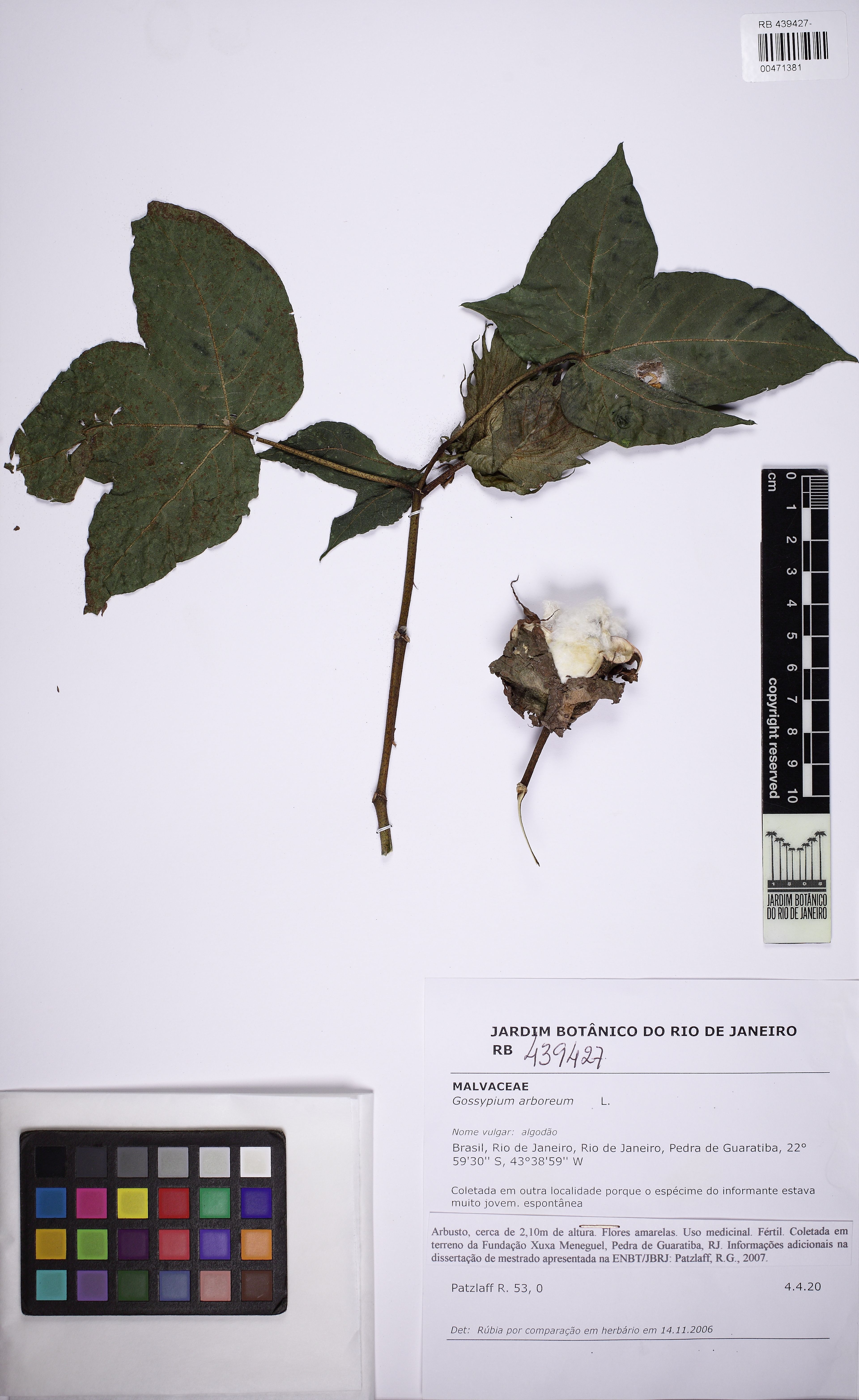 Gossypium arboreum - 55
