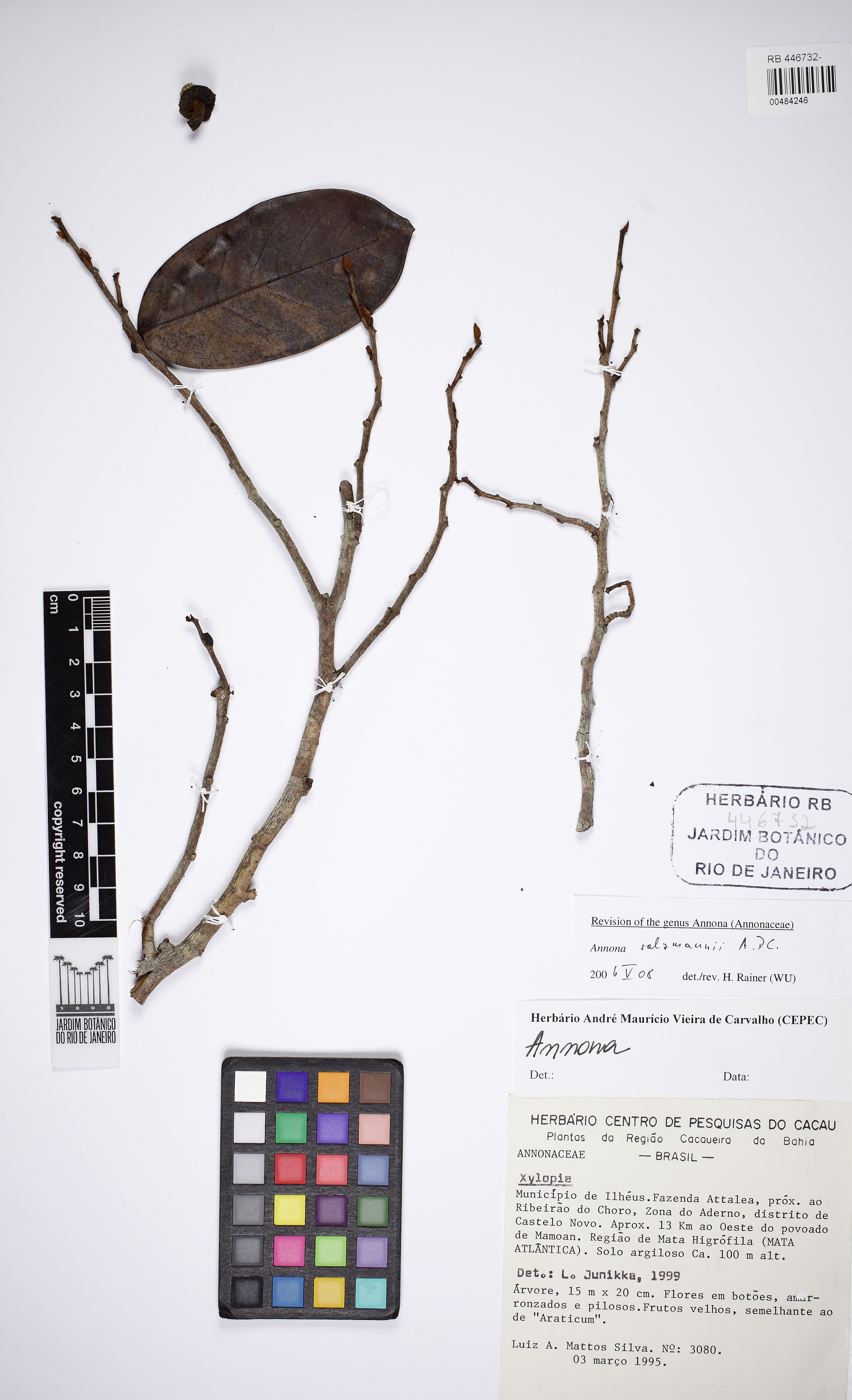 Annona salzmannii - 24