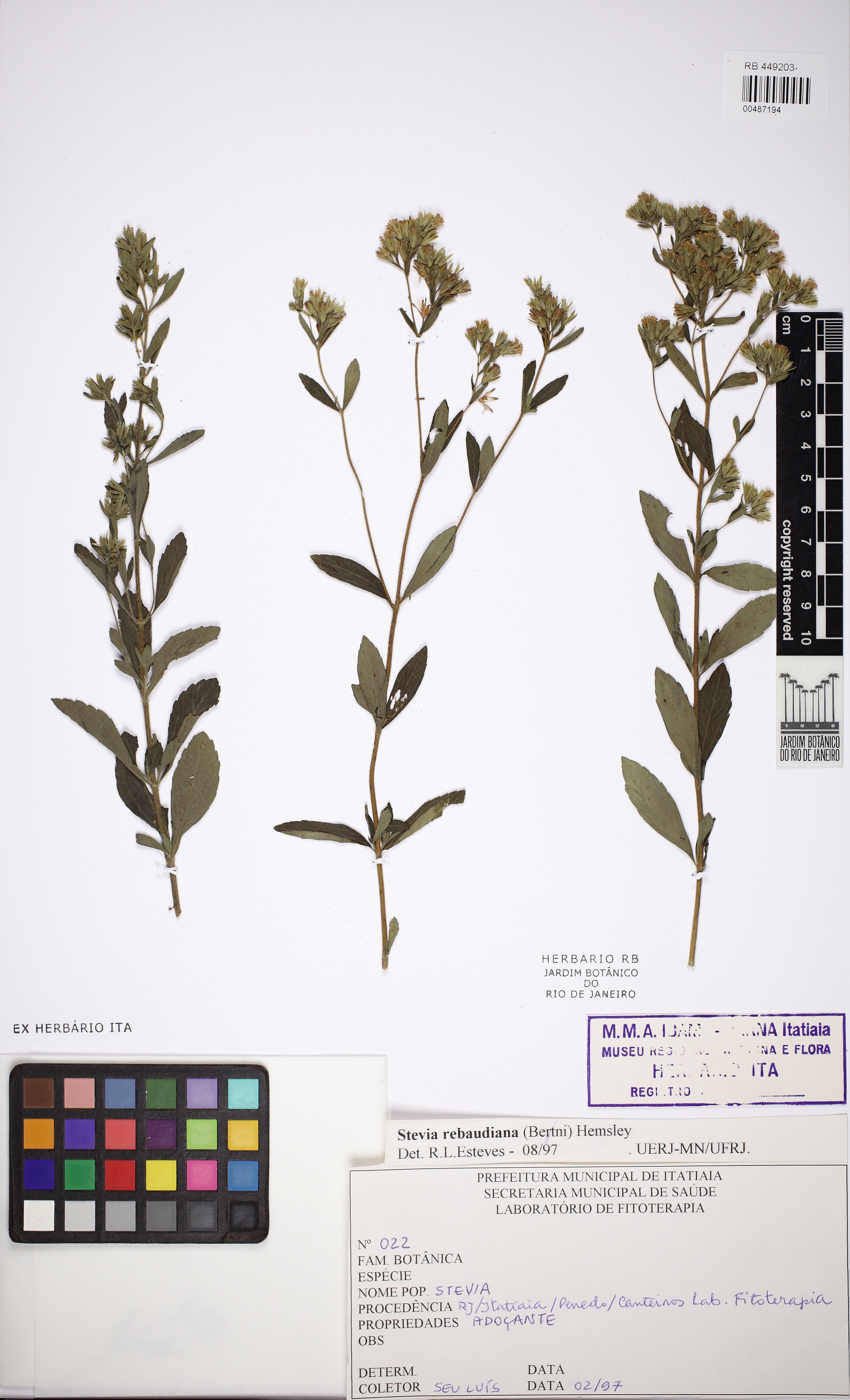 Stevia rebaudiana - 71