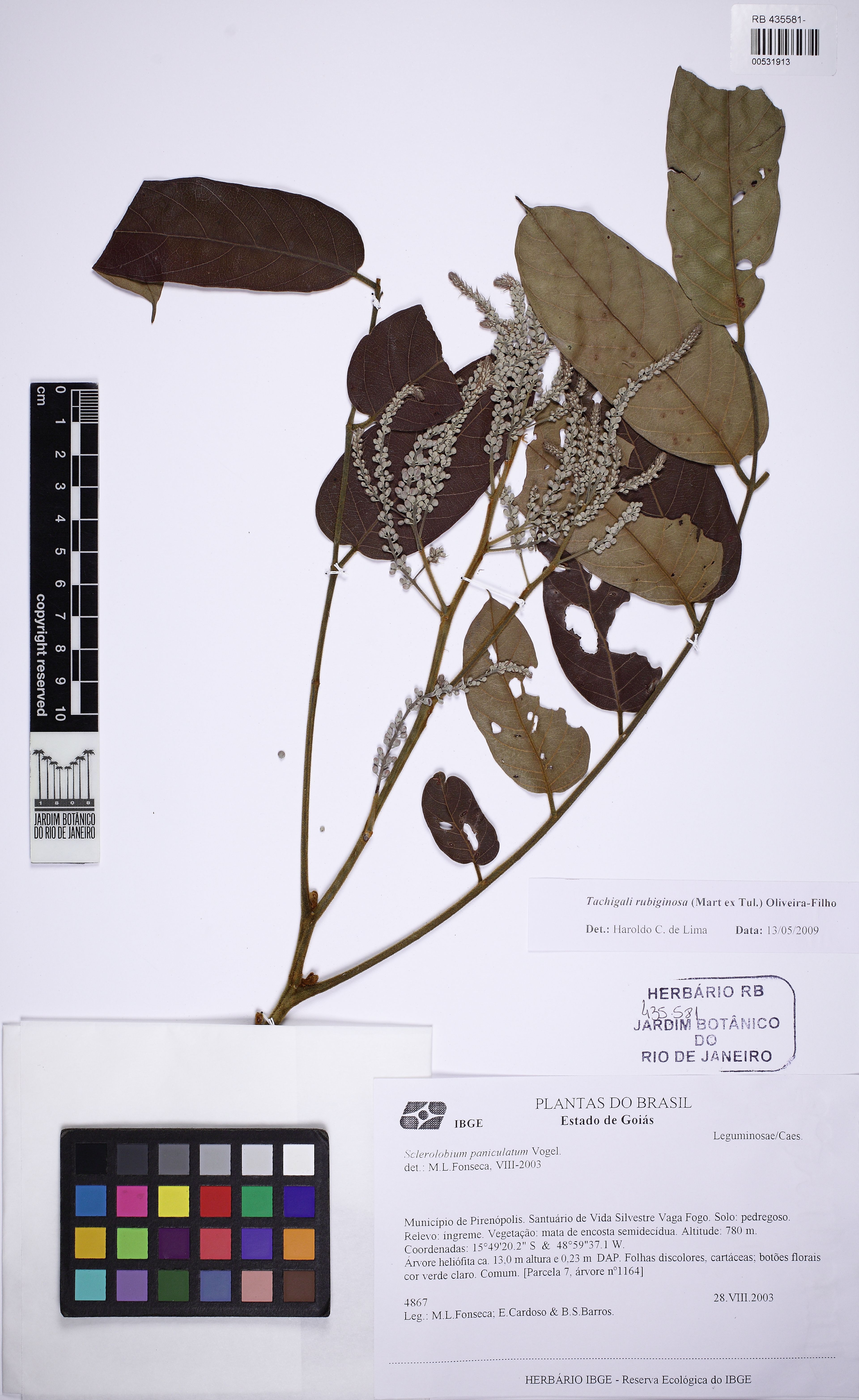 Tachigali rubiginosa - 76