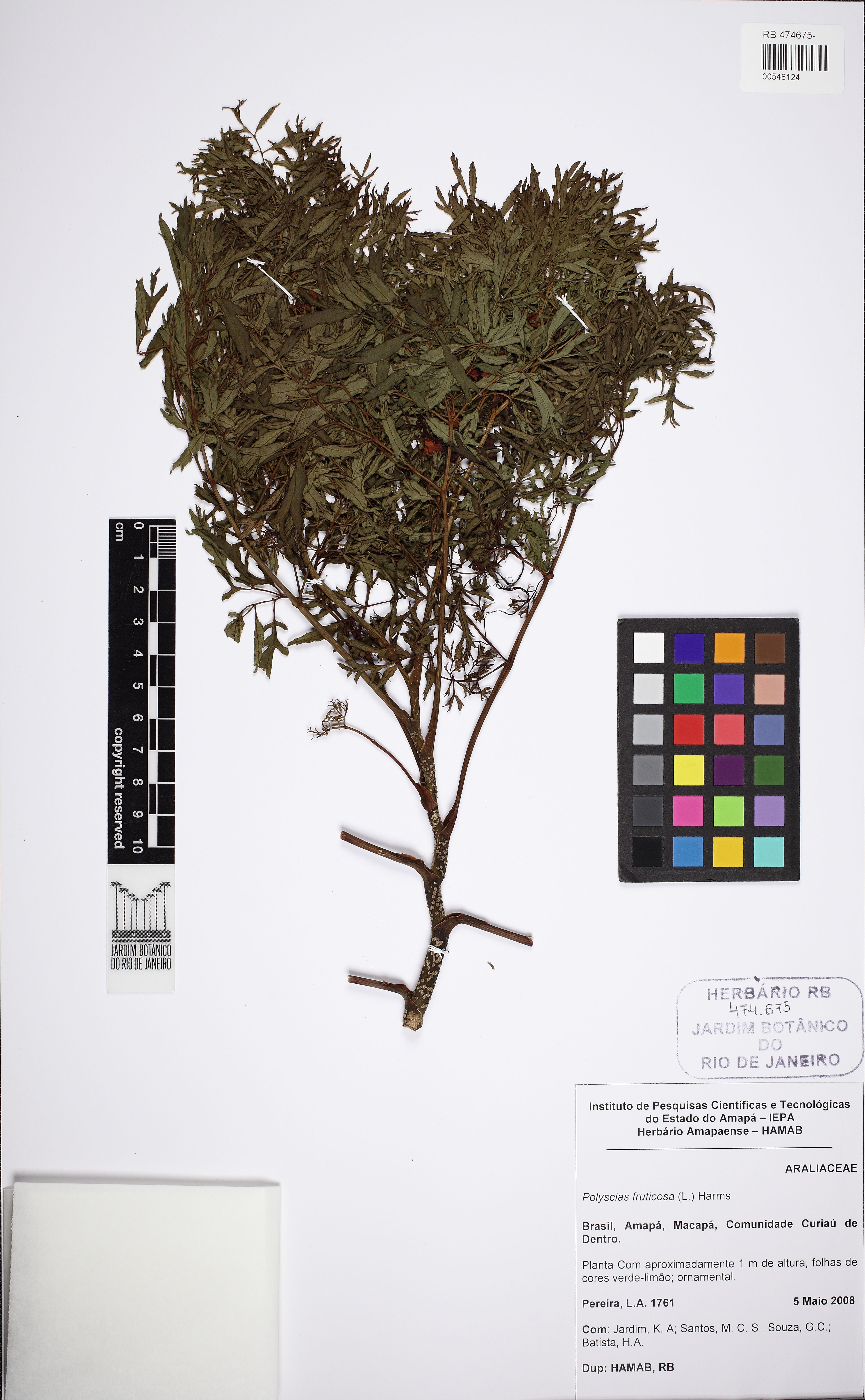 Polyscias fruticosa - 6