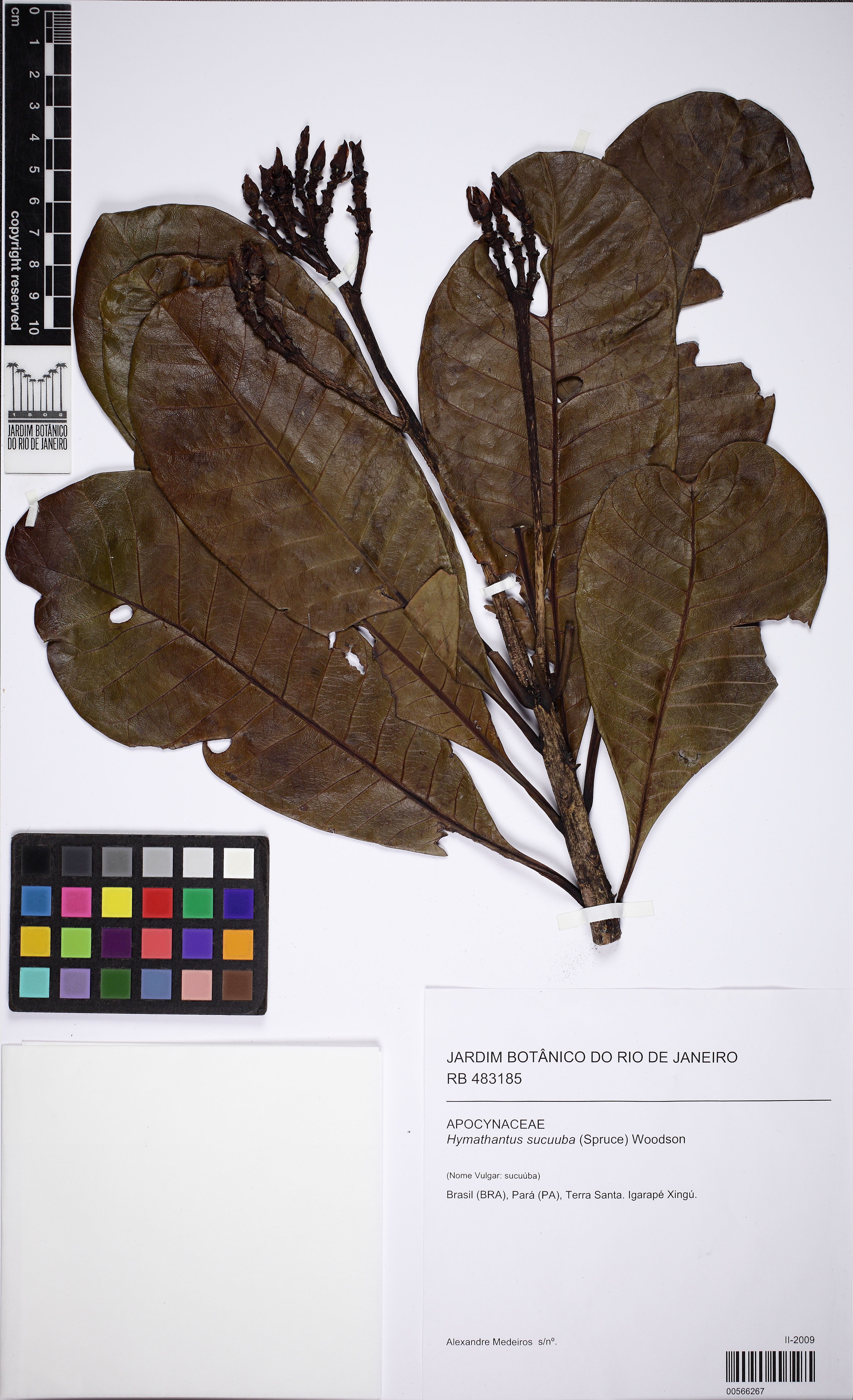 Himatanthus sucuuba - 39