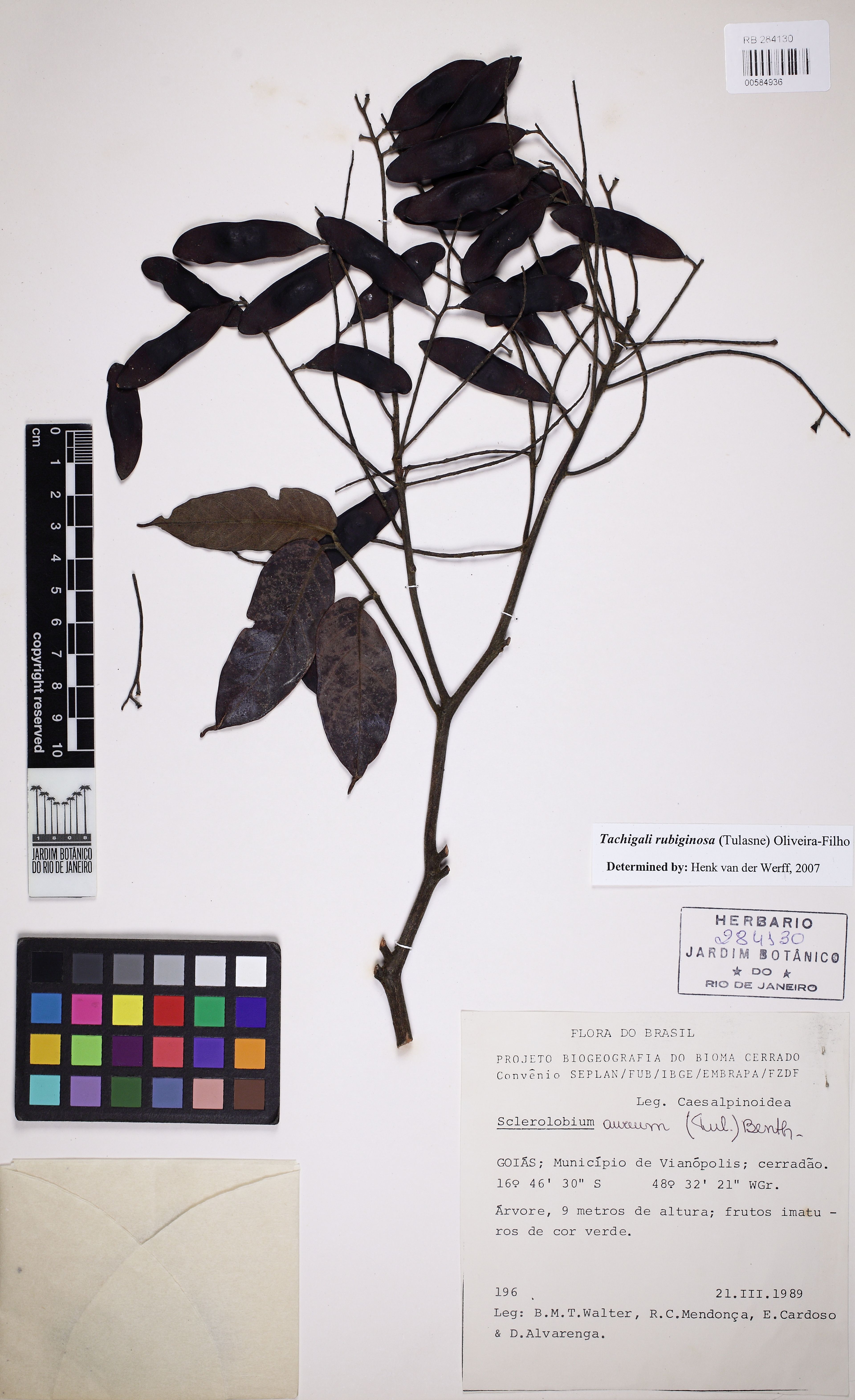 Tachigali rubiginosa - 16