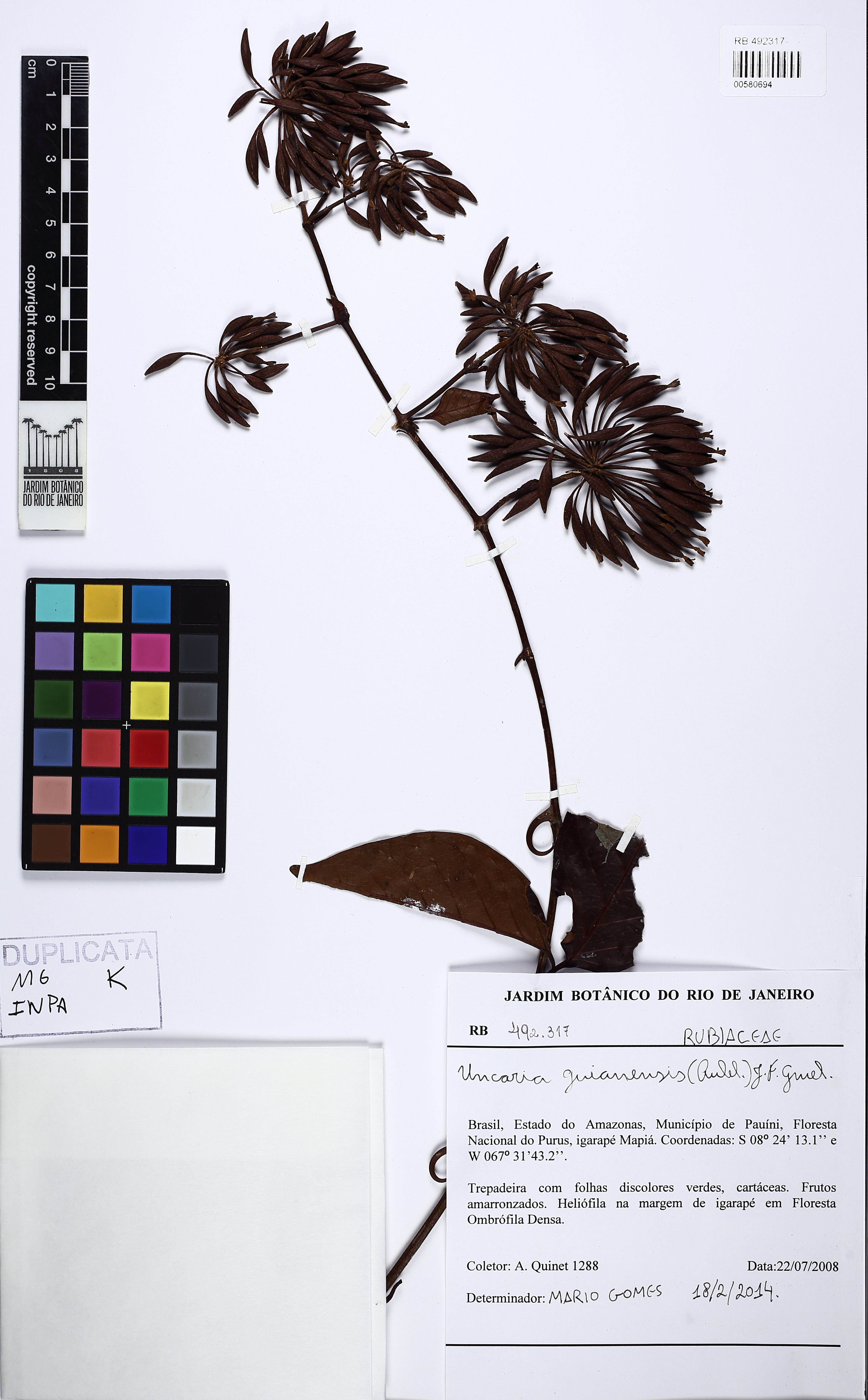 Uncaria guianensis - 50