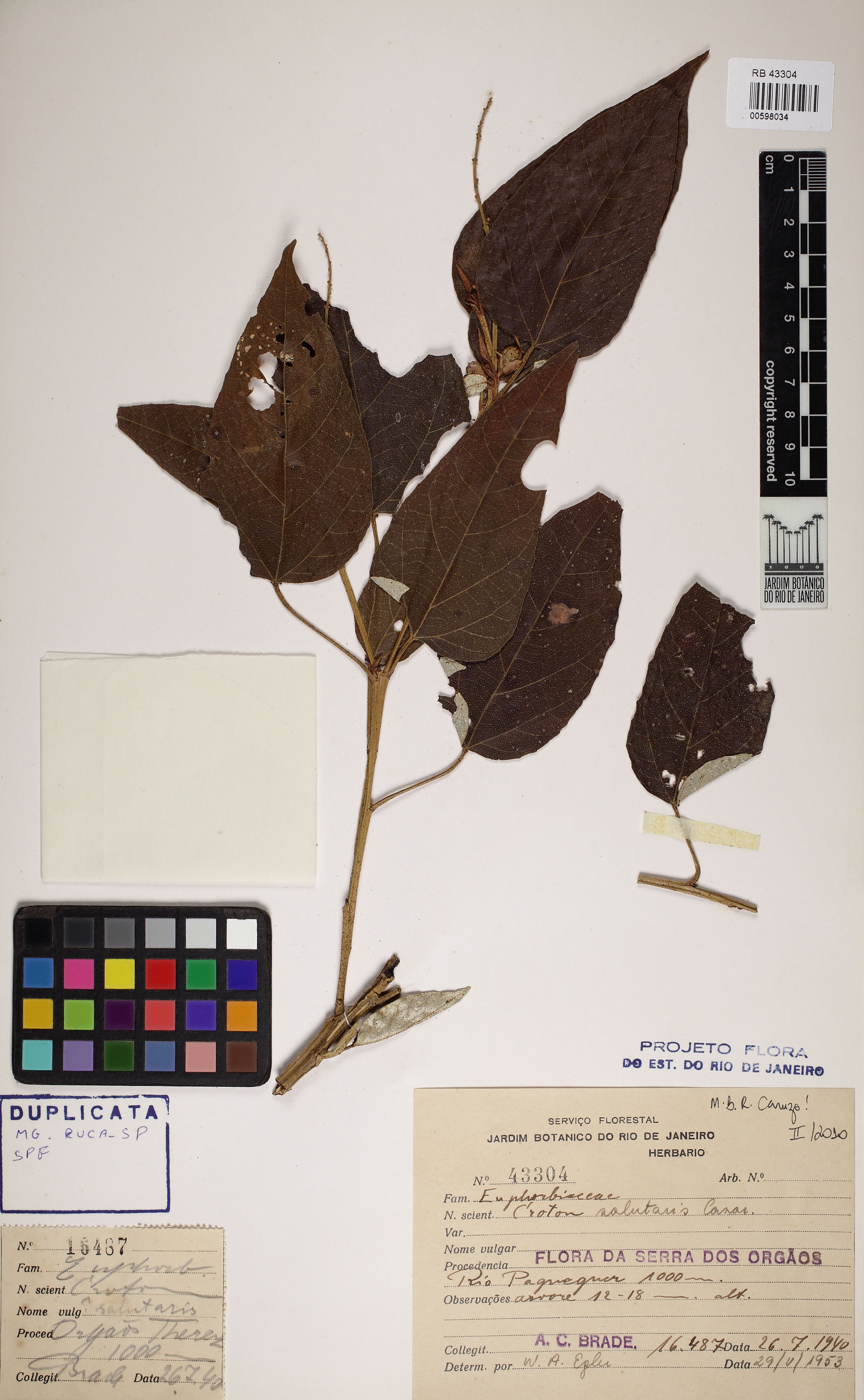 Croton salutaris - 3