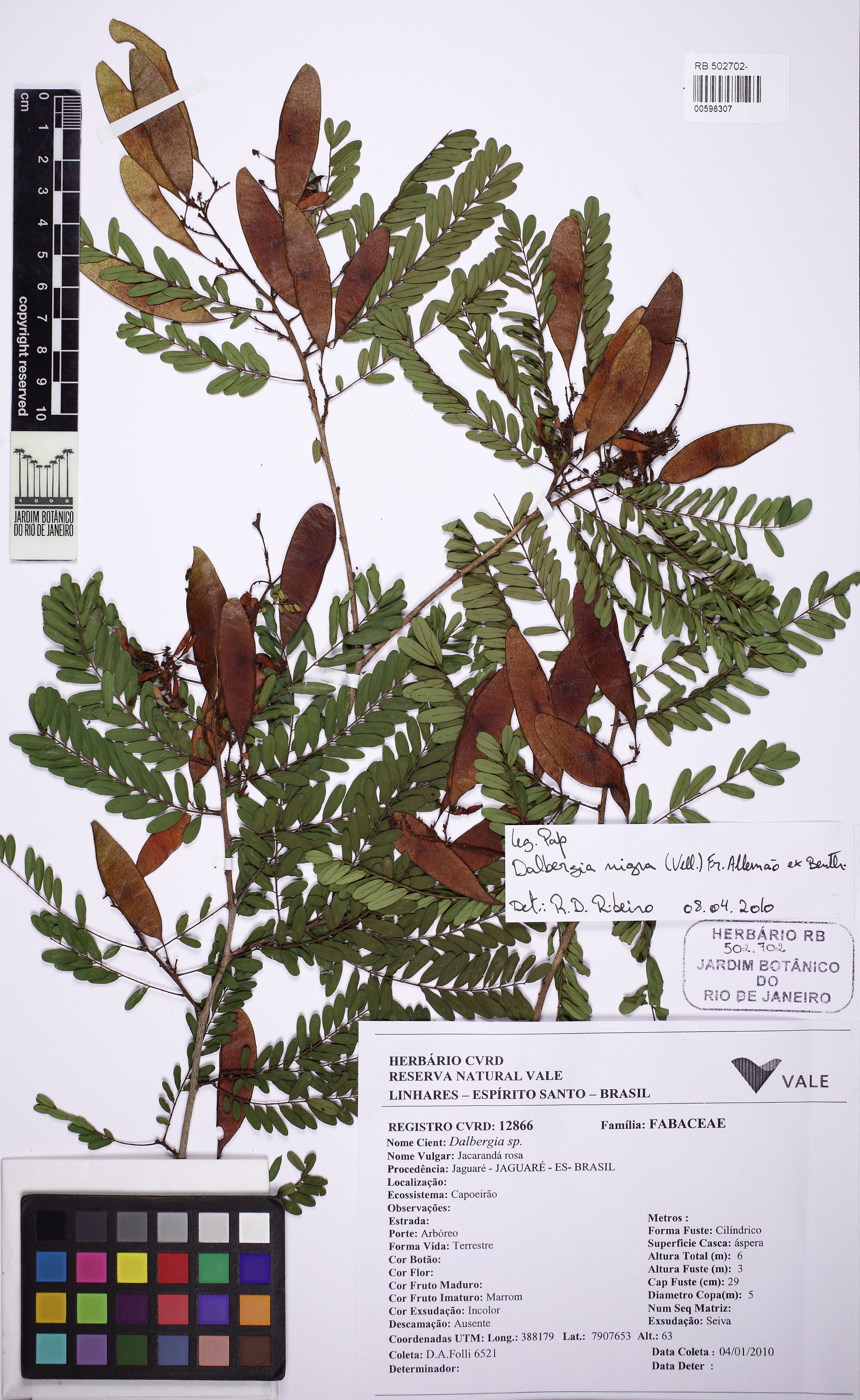 Dalbergia nigra - 63