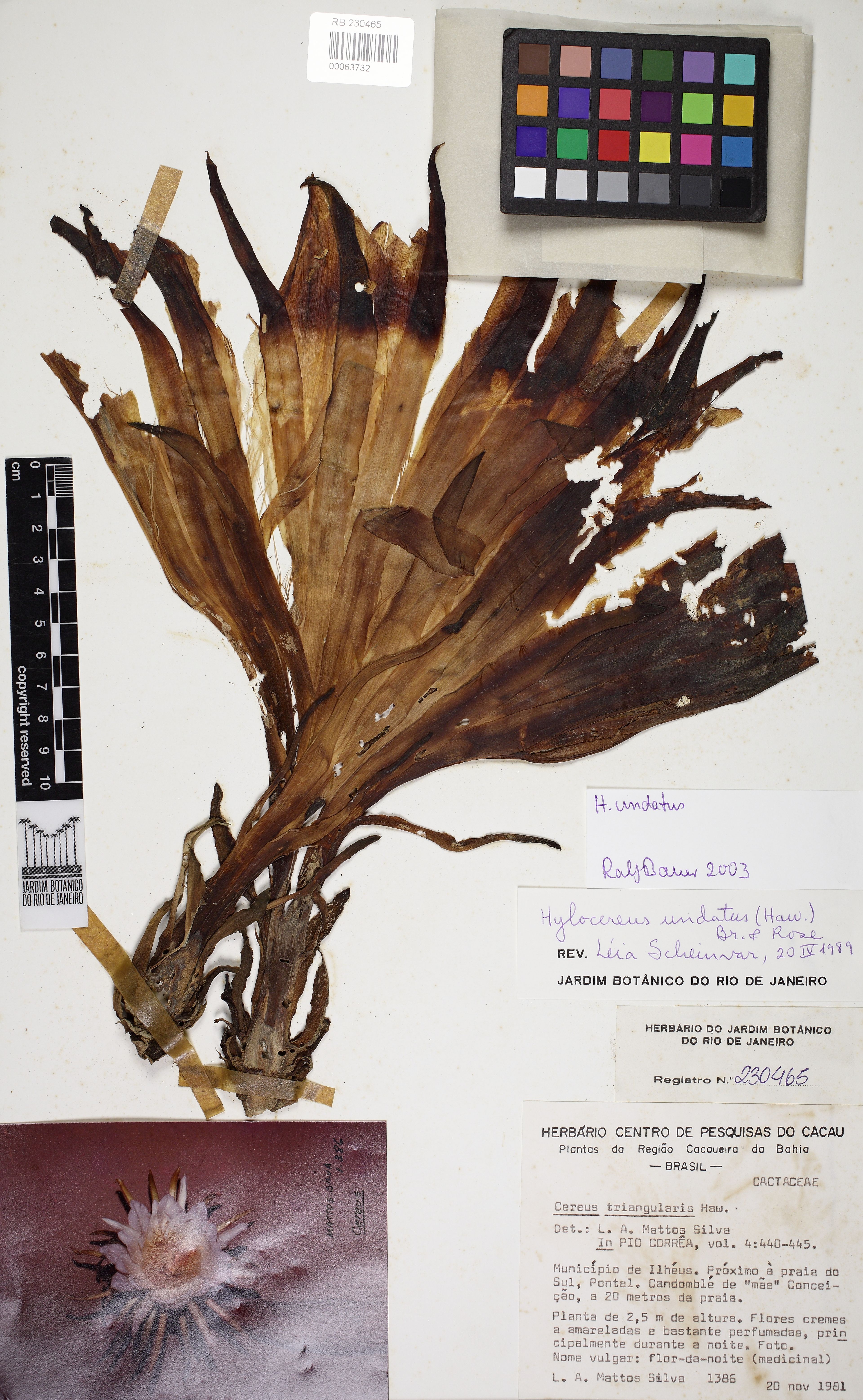 Hylocereus undatus - 50