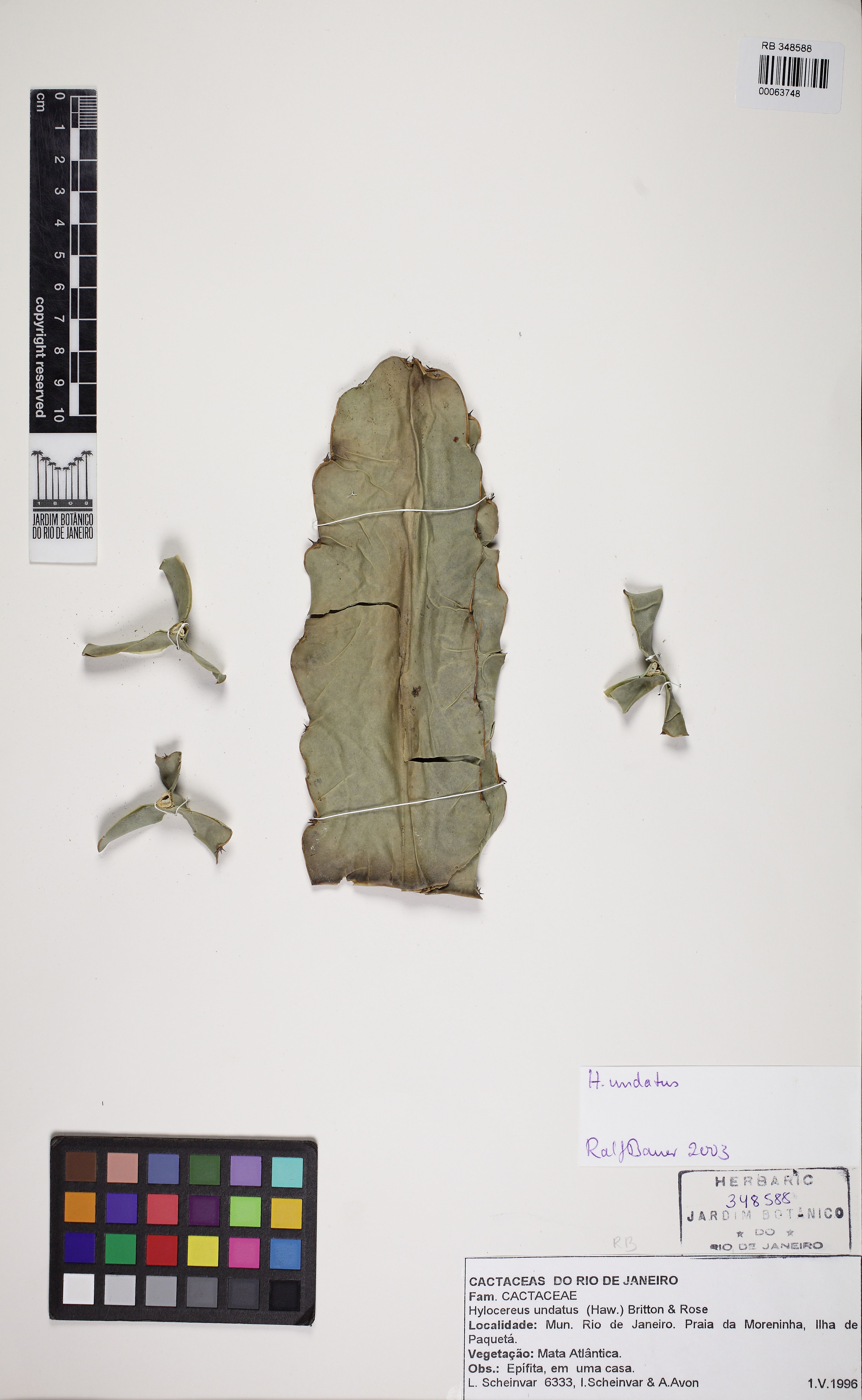 Hylocereus undatus - 68