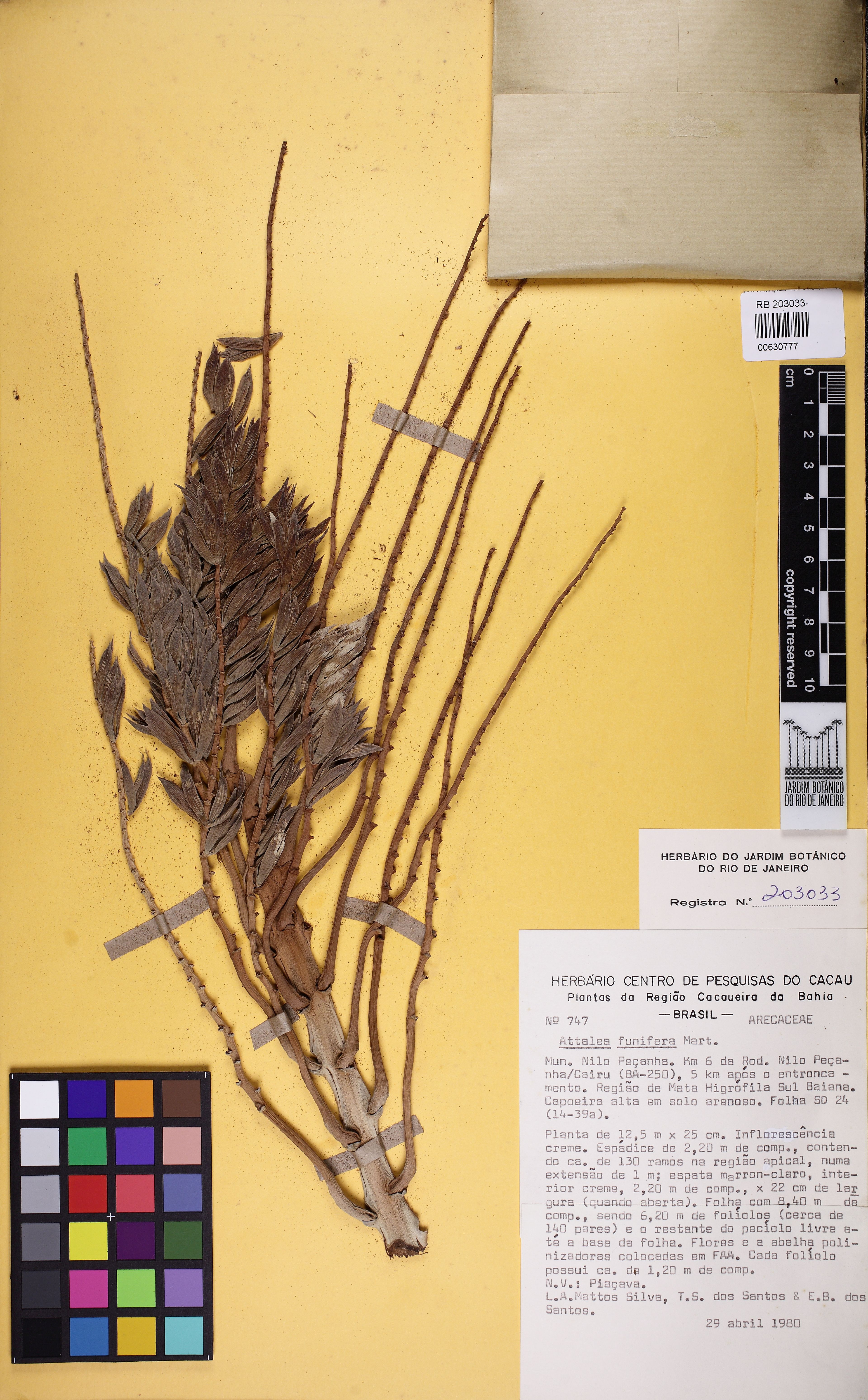 Attalea funifera - 81