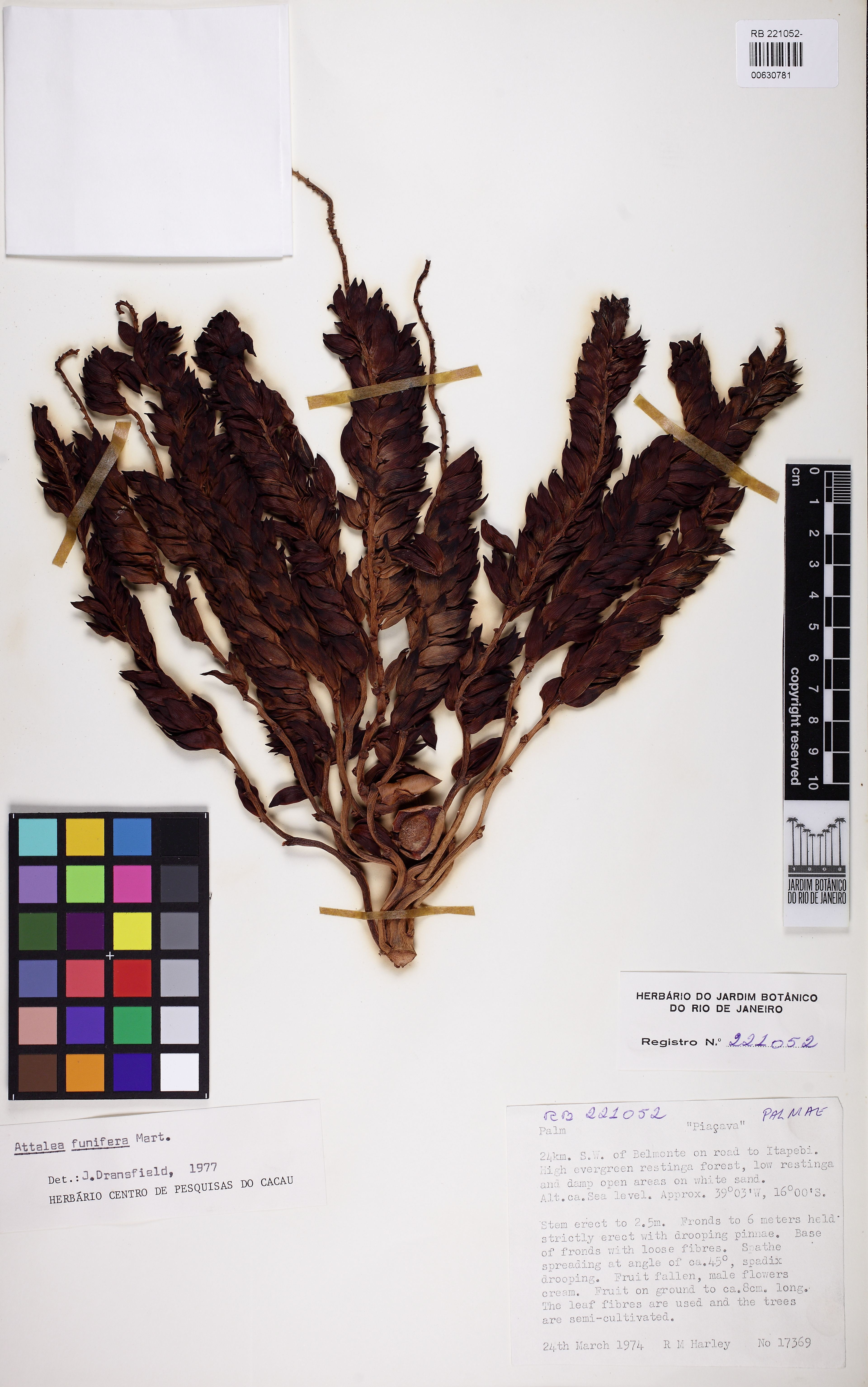 Attalea funifera - 22