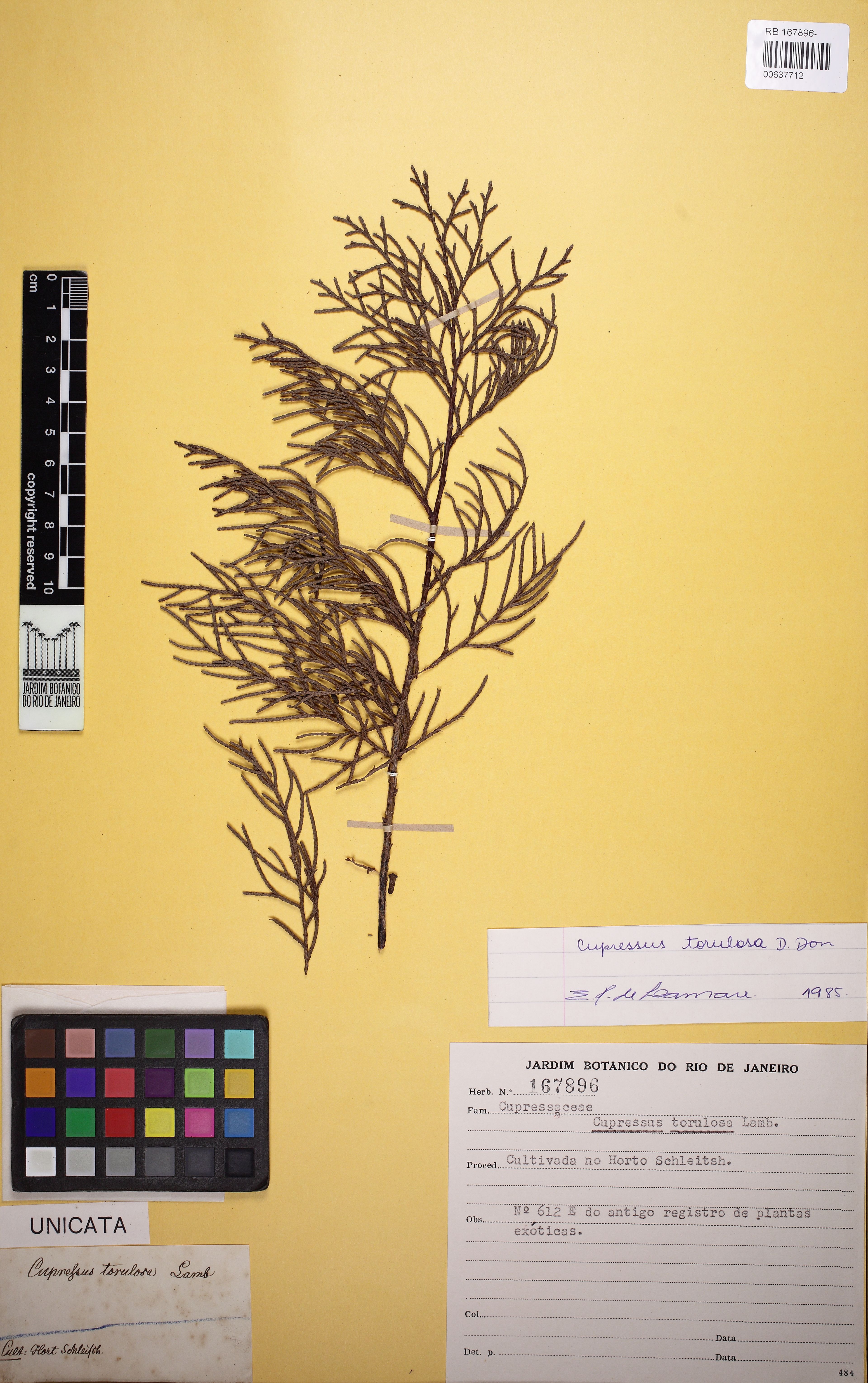 Cupressus torulosa - 14