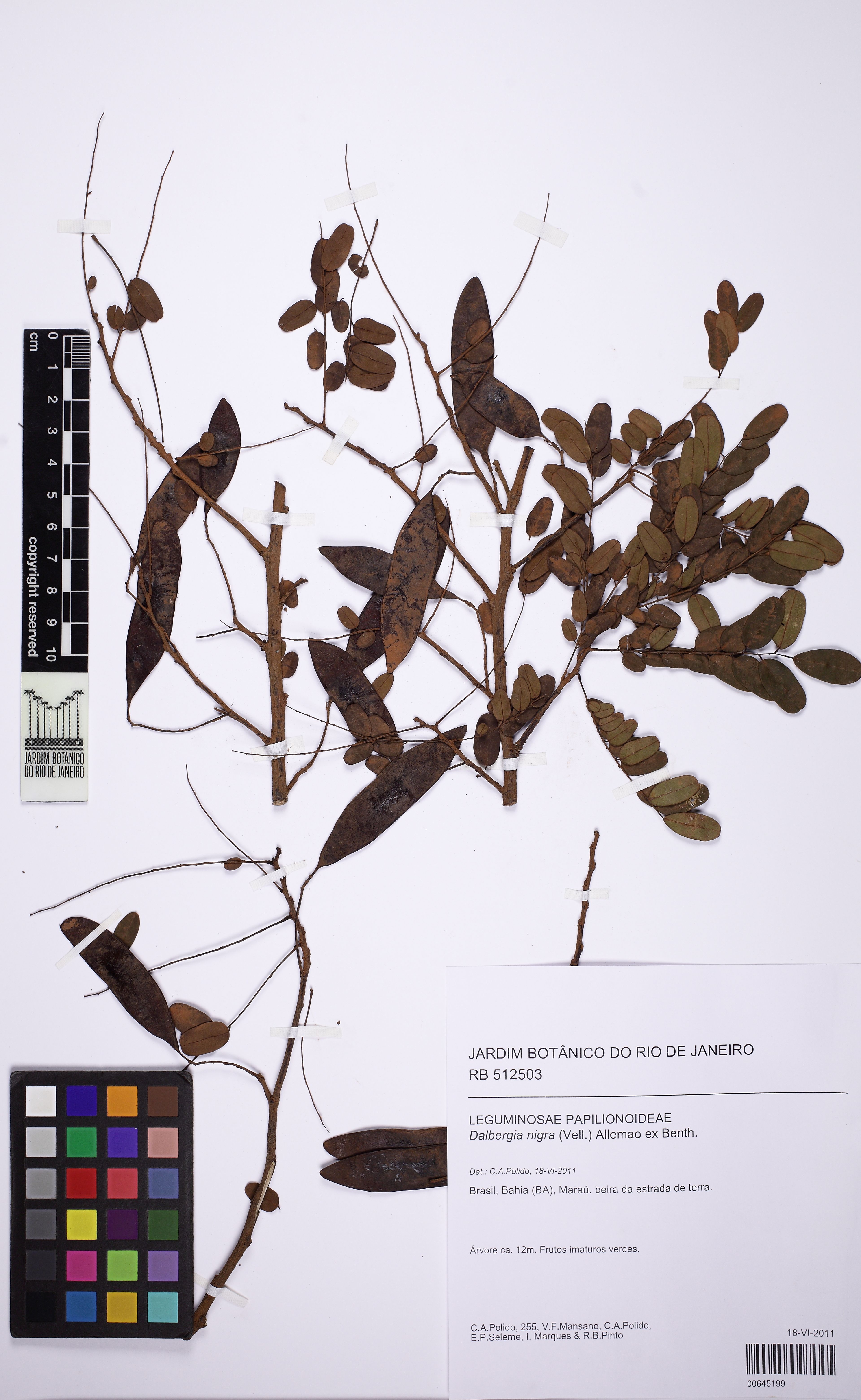 Dalbergia nigra - 13