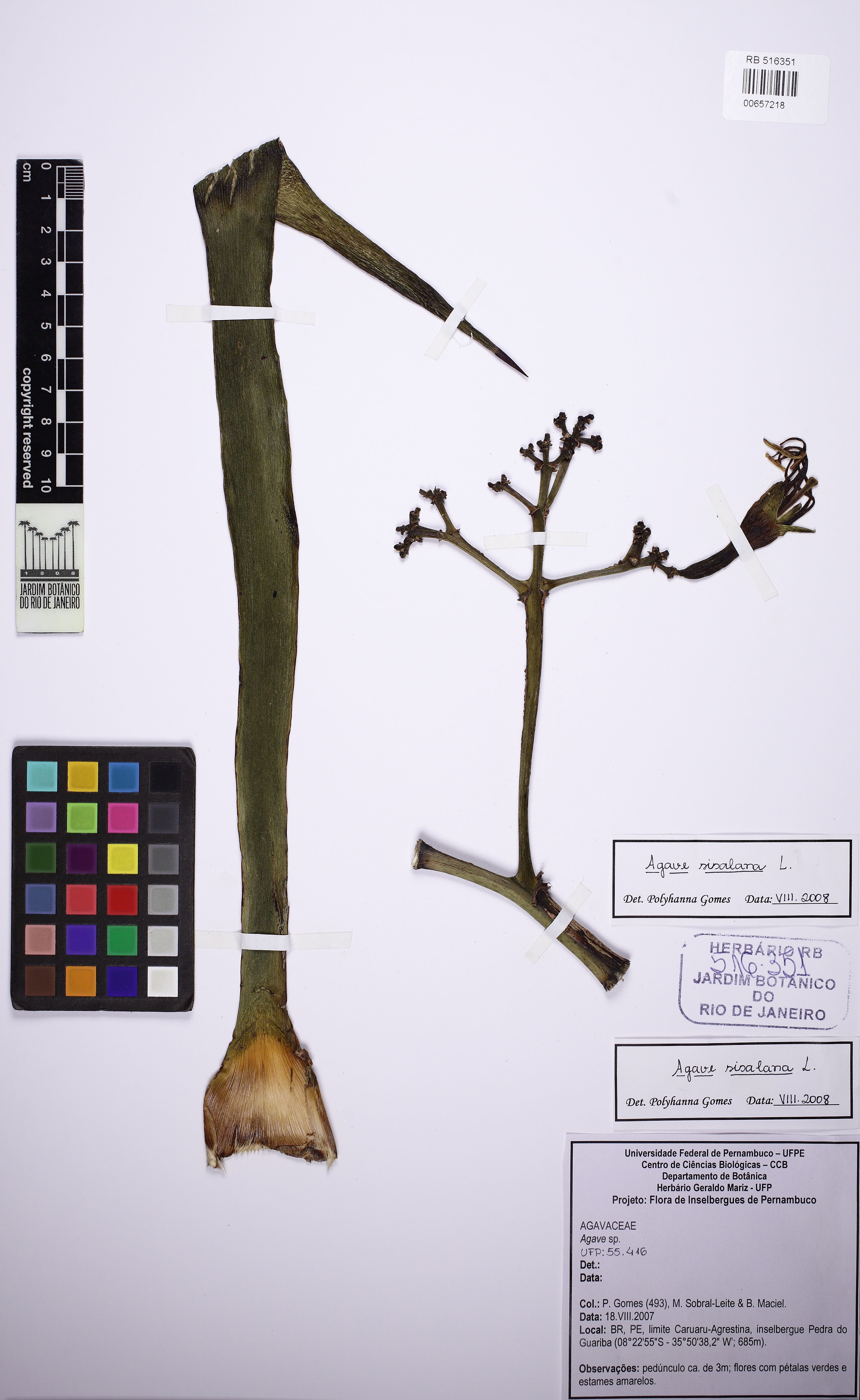 Agave sisalana - 68
