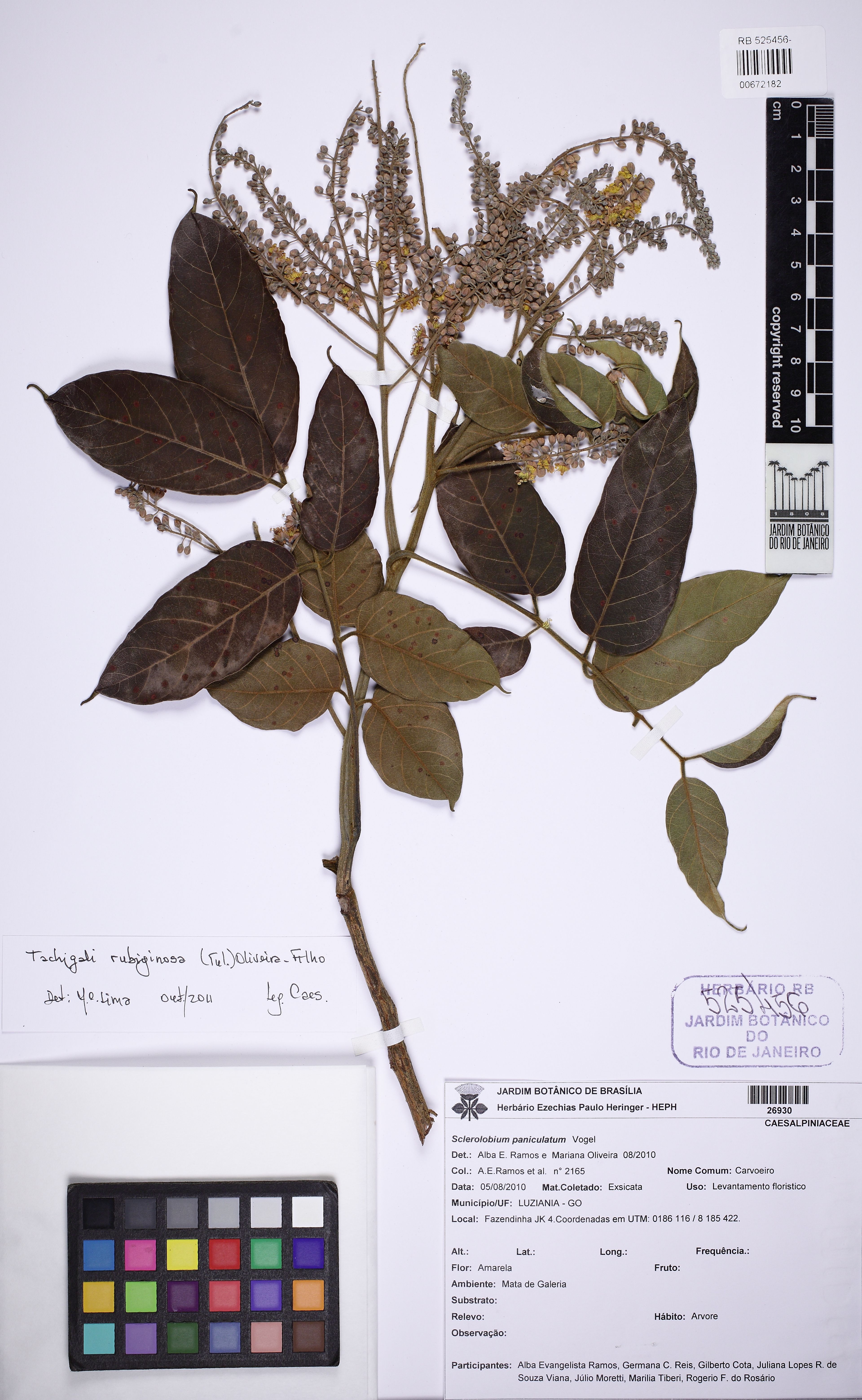 Tachigali rubiginosa - 32