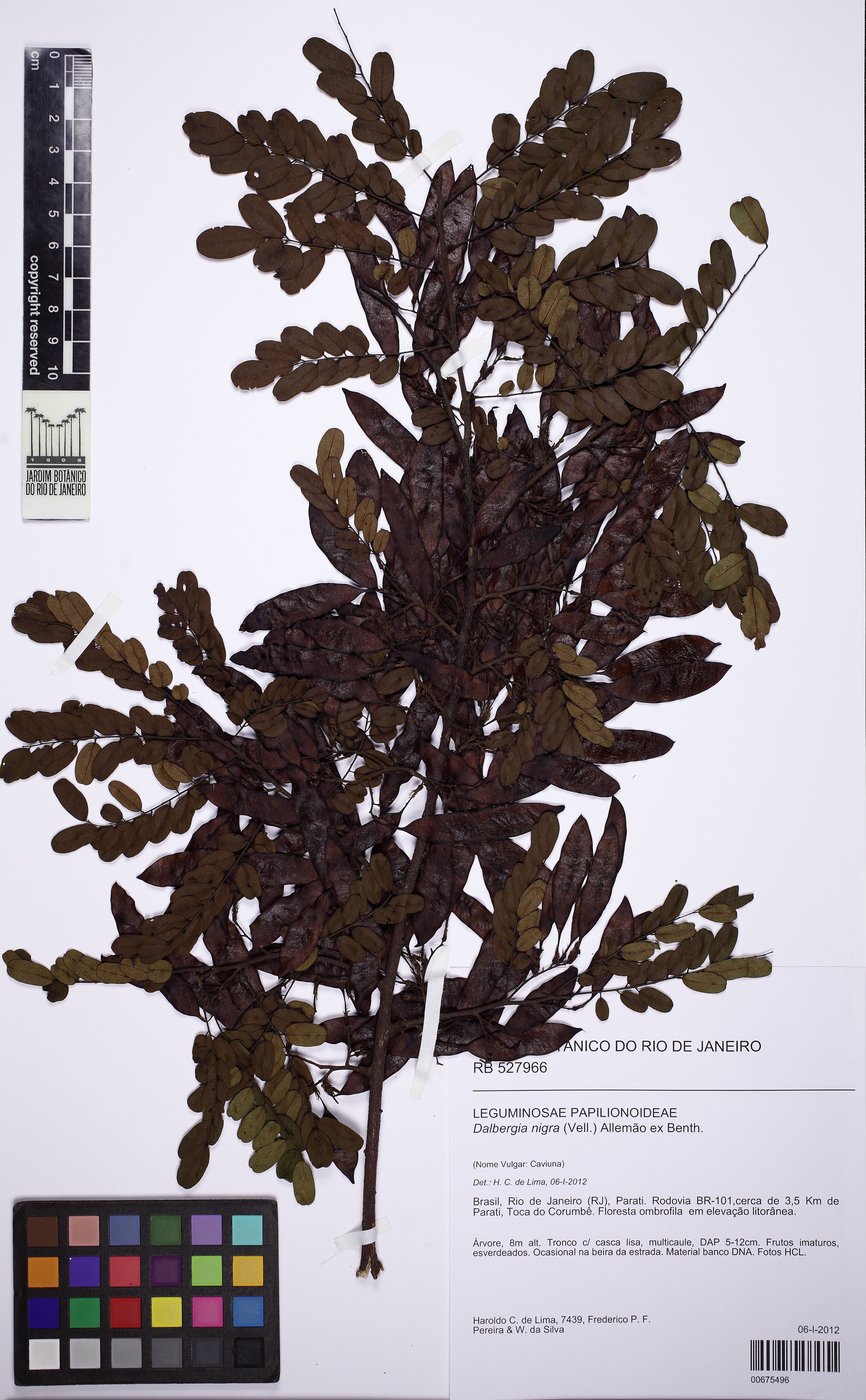 Dalbergia nigra - 31