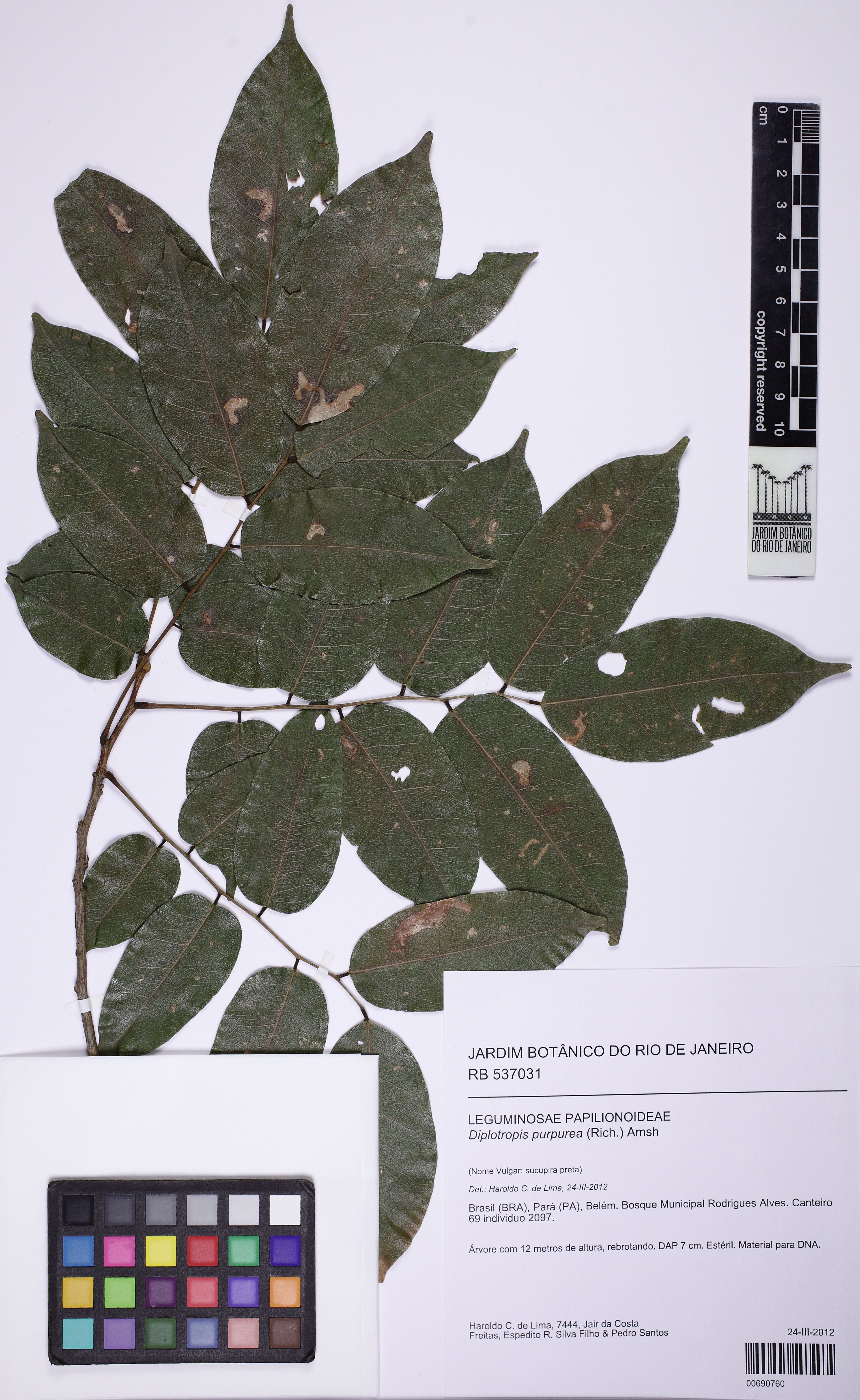 Diplotropis purpurea - 172