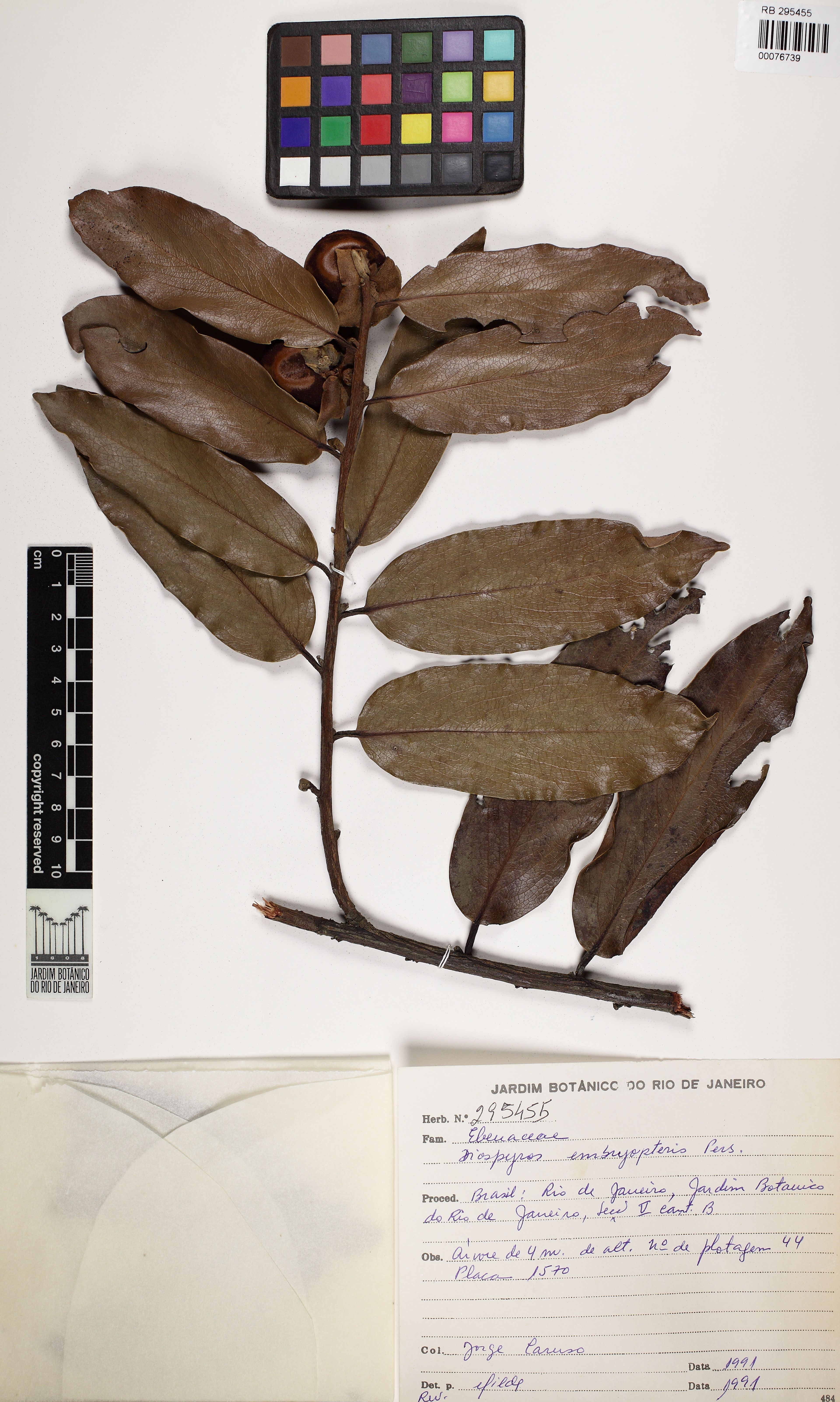 Diospyros malabarica - 95