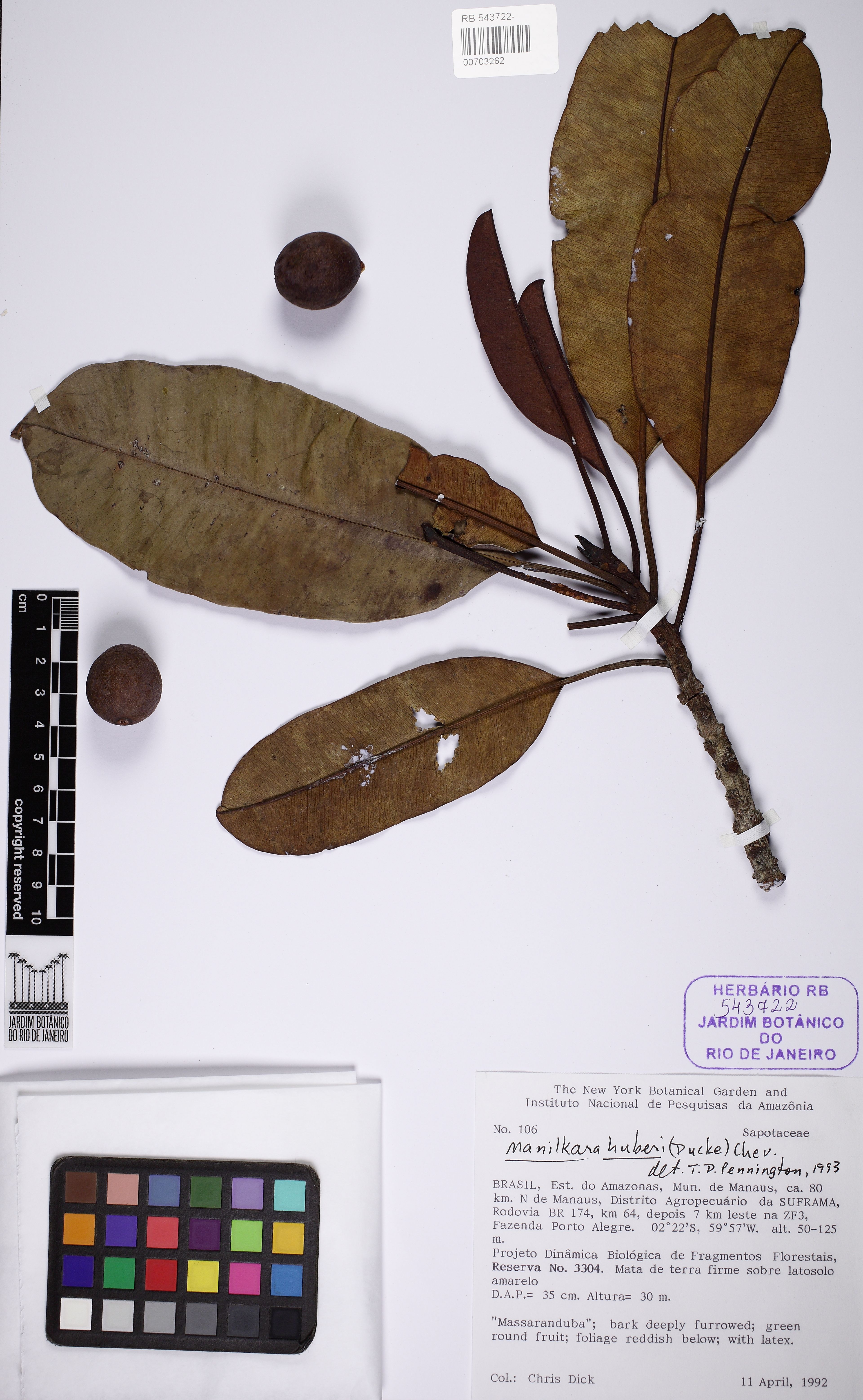 Manilkara huberi - 84