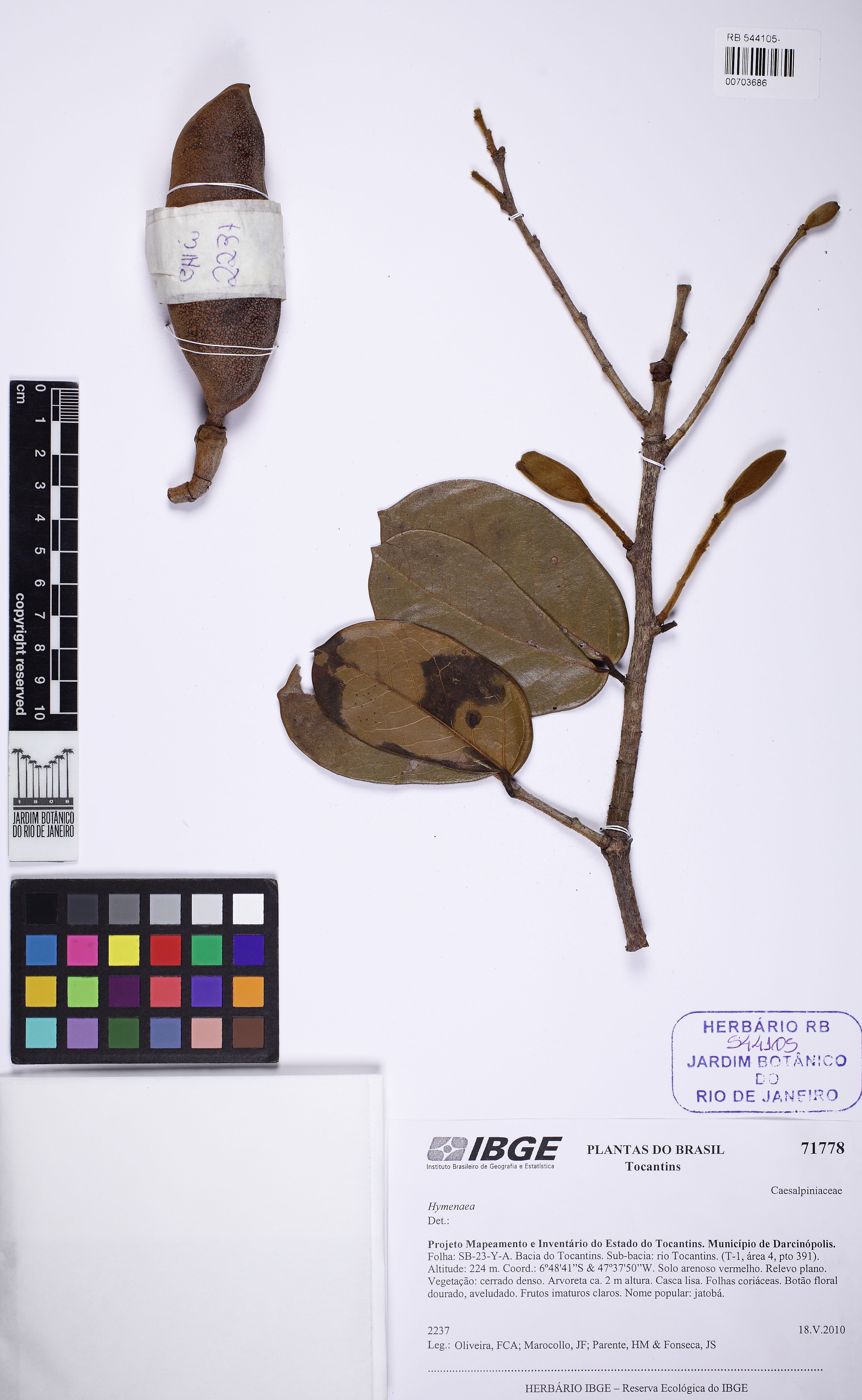 Hymenaea martiana - 63