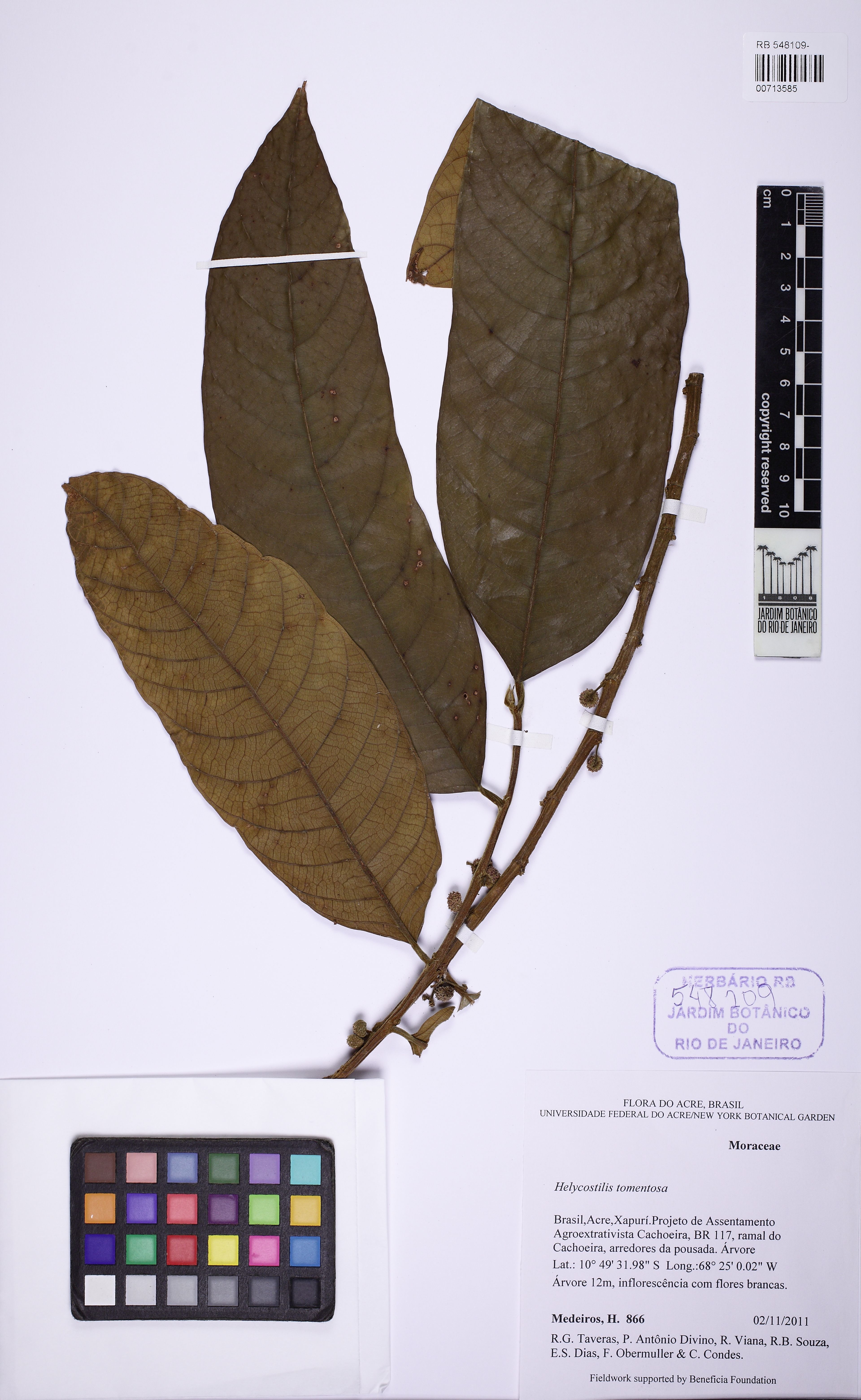 Helicostylis tomentosa - 99