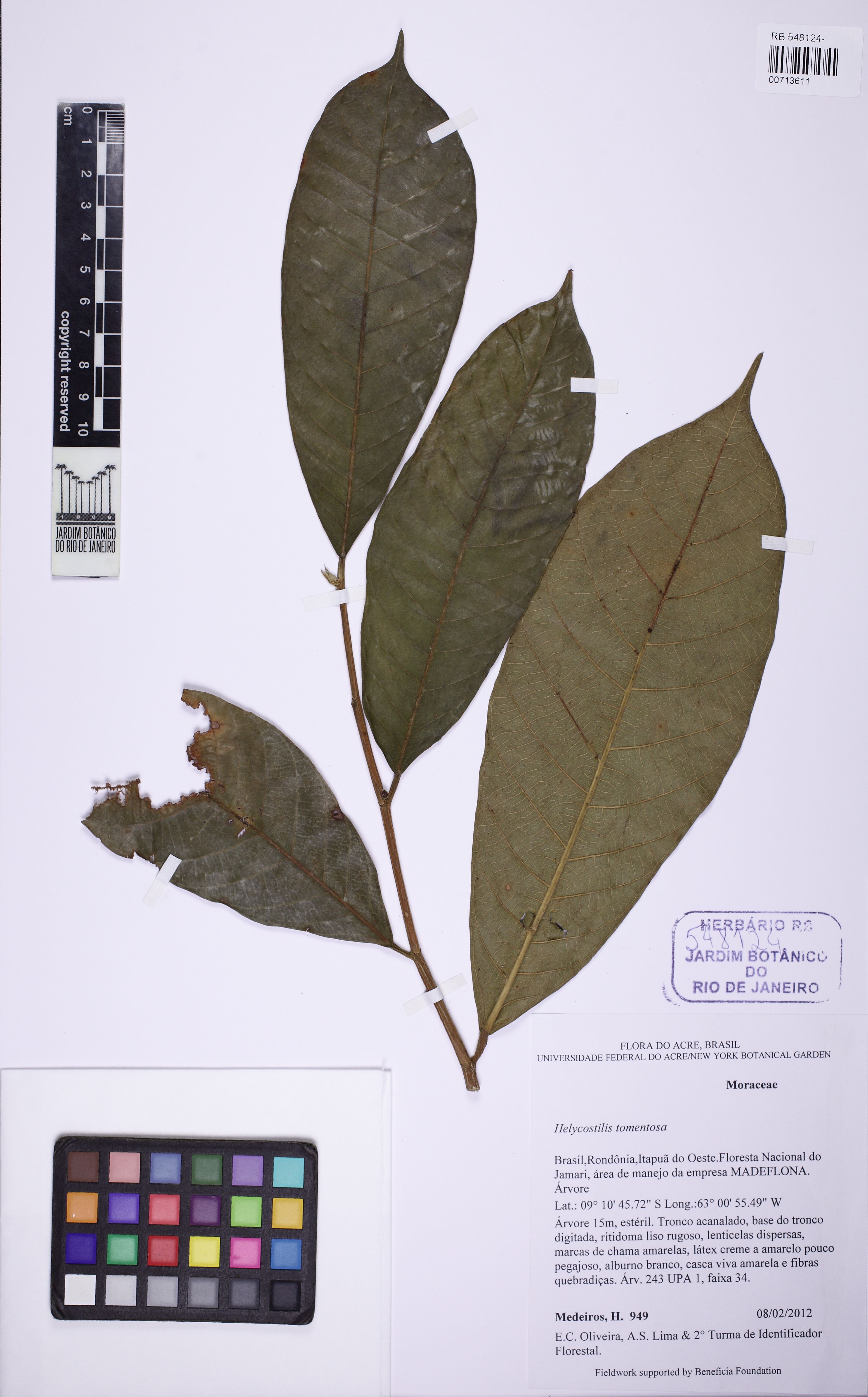 Helicostylis tomentosa - 63