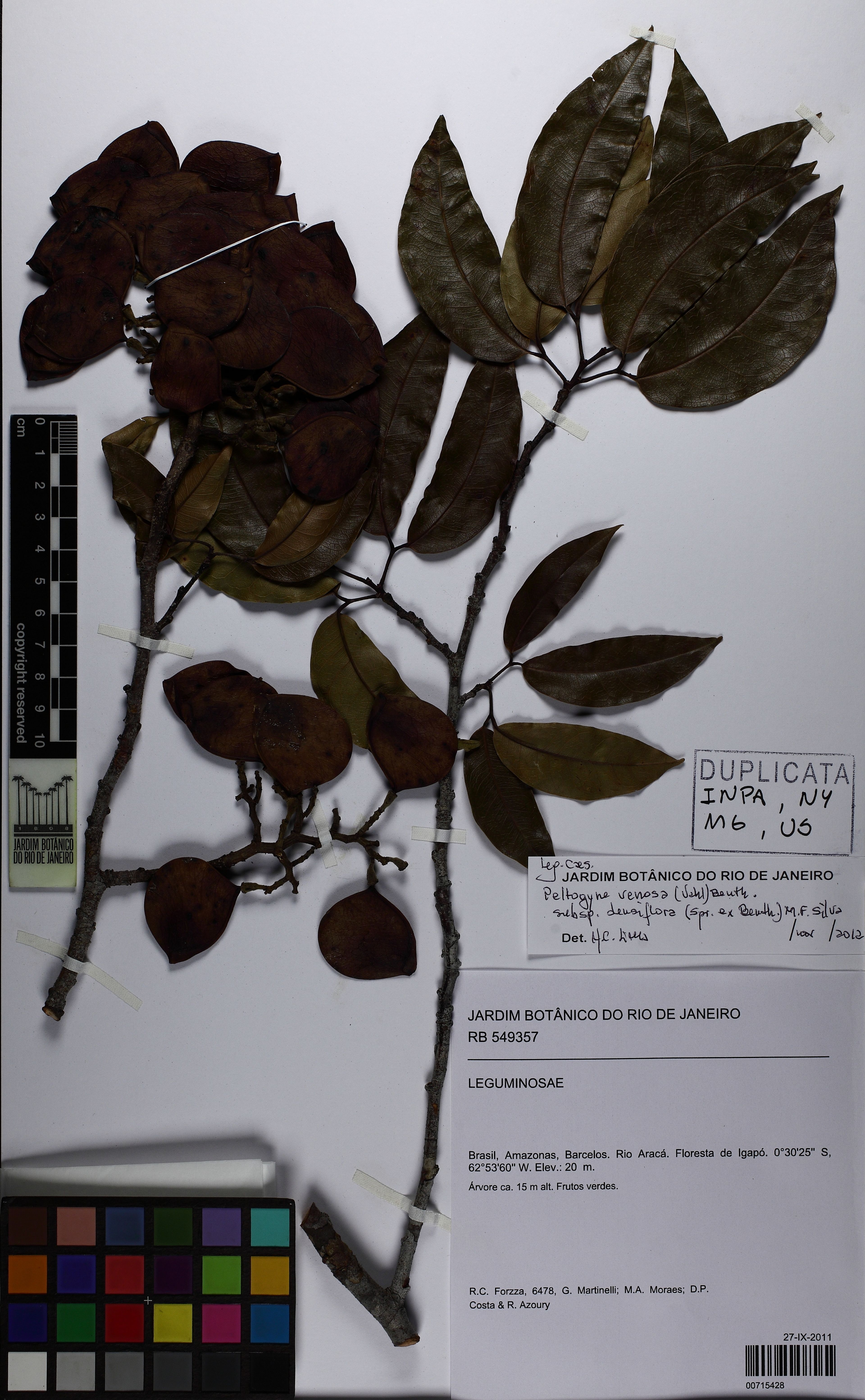 Peltogyne venosa - 67