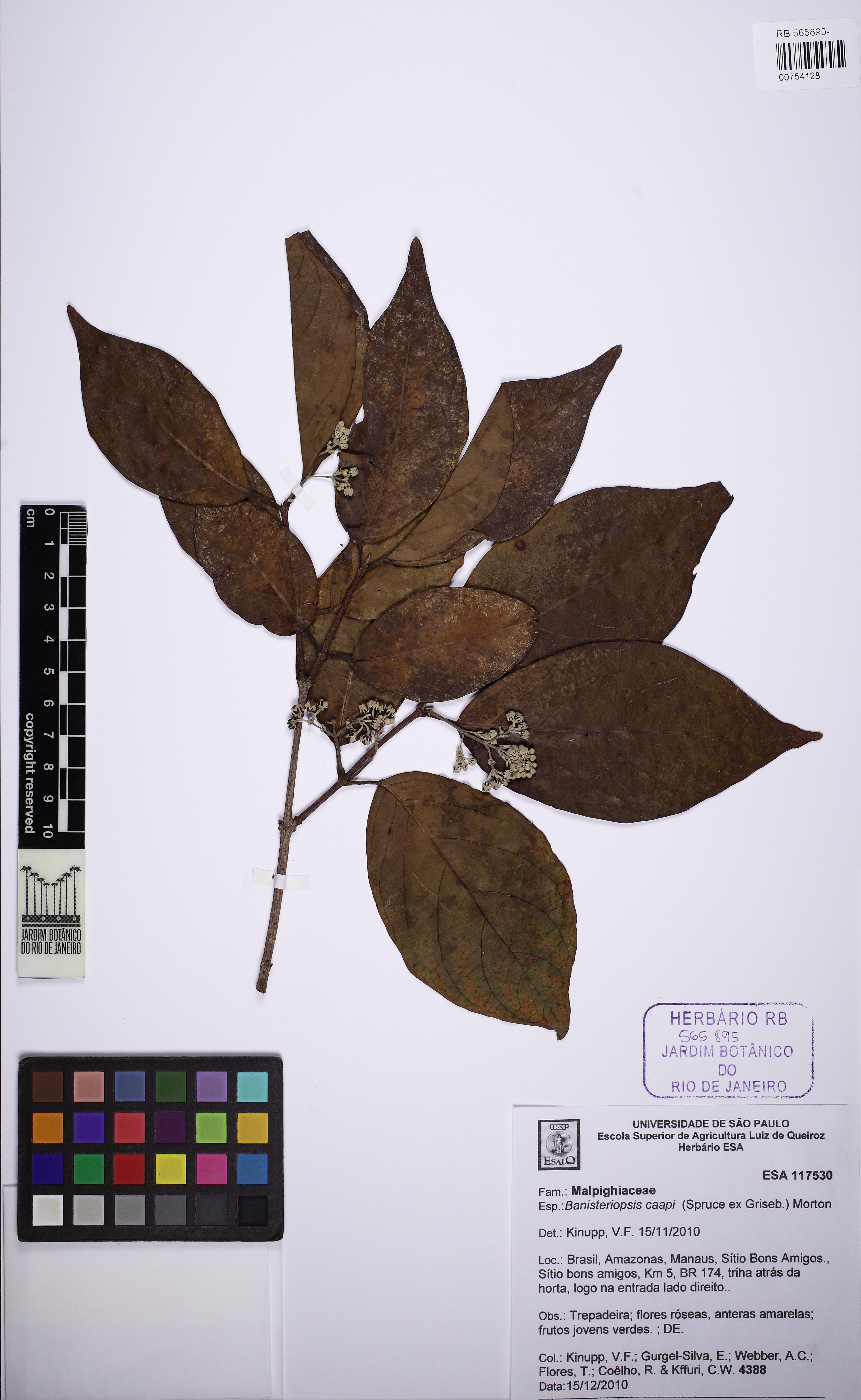 Banisteriopsis caapi - 125