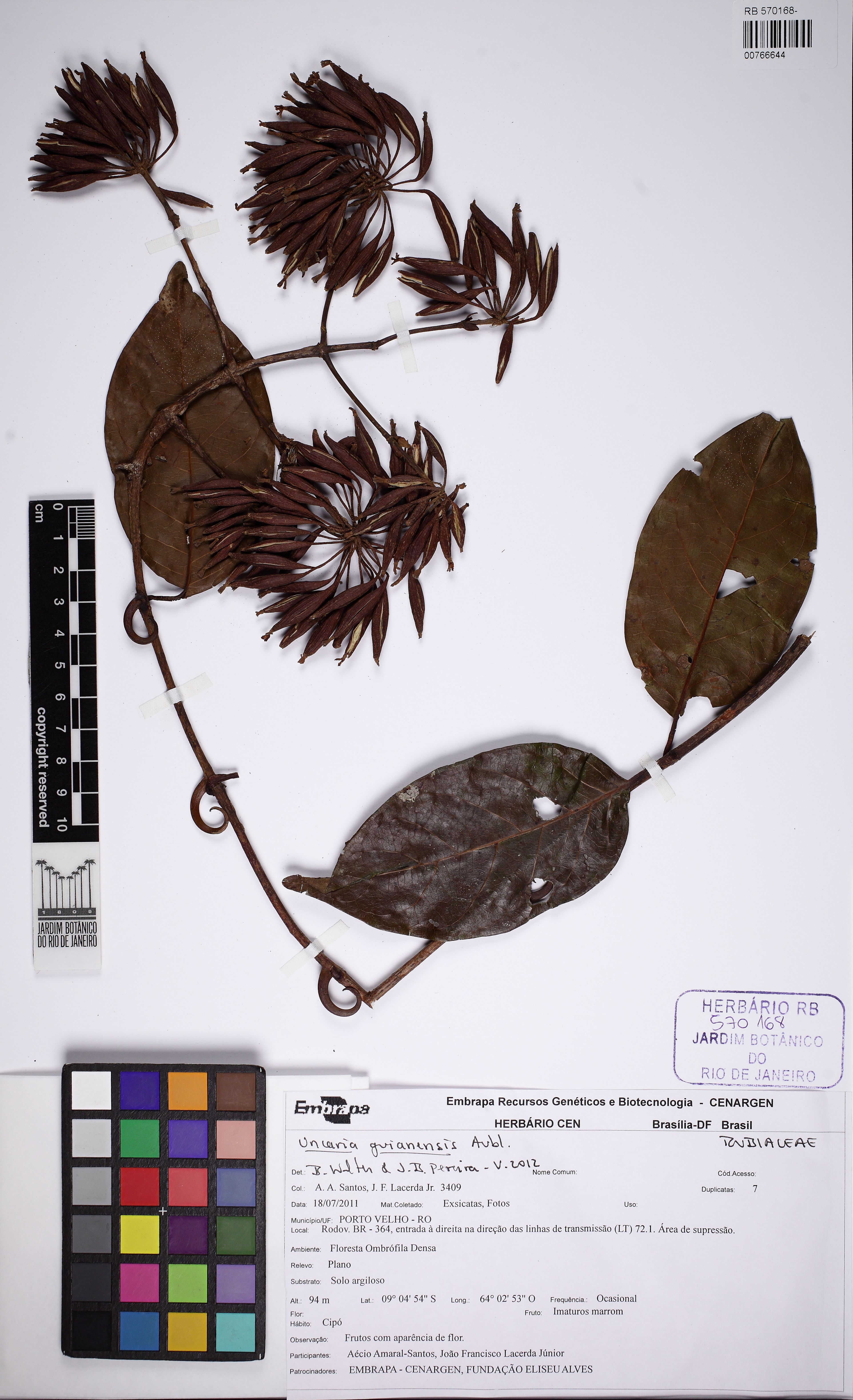 Uncaria guianensis - 38