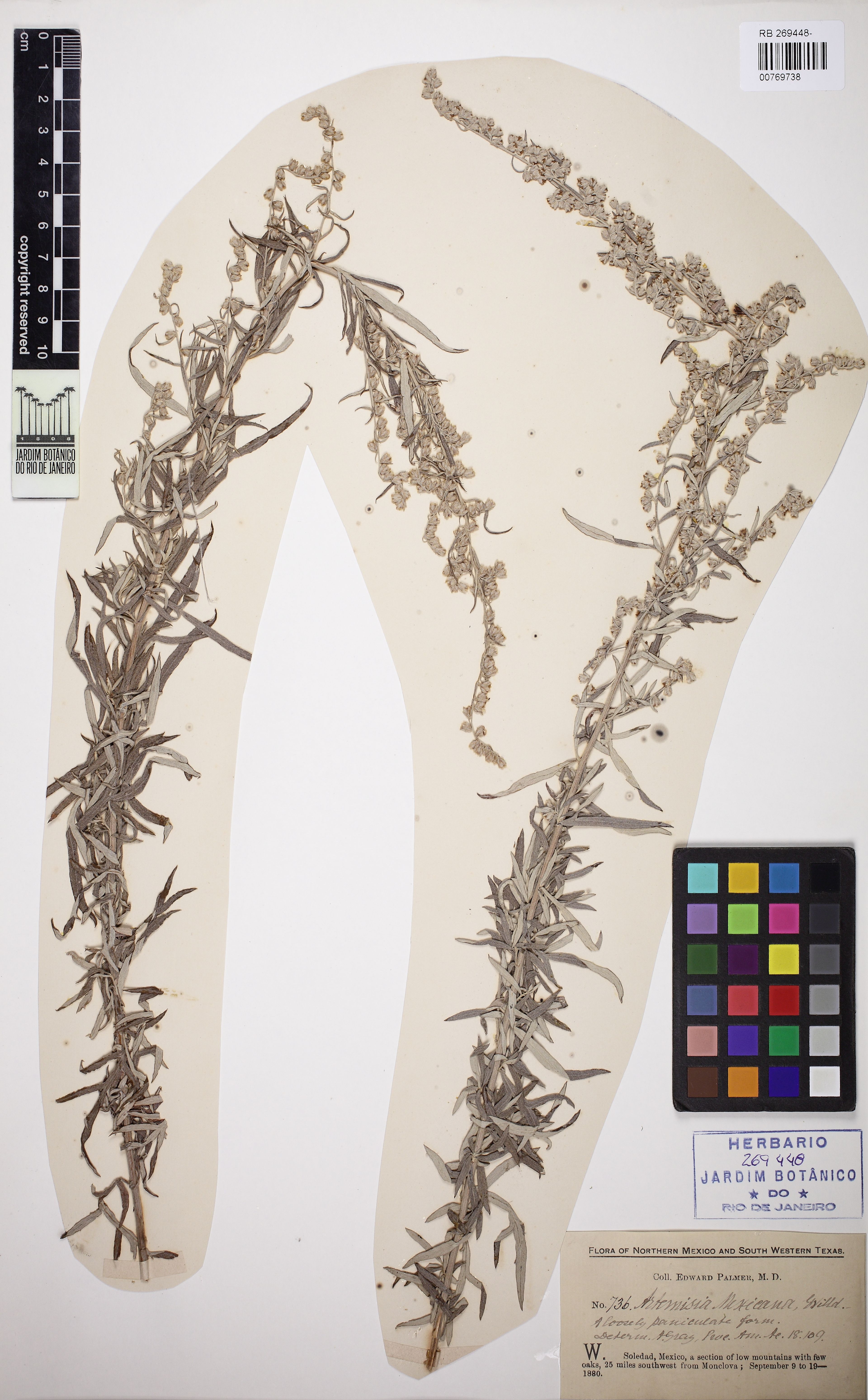 Artemisia mexicana - 47