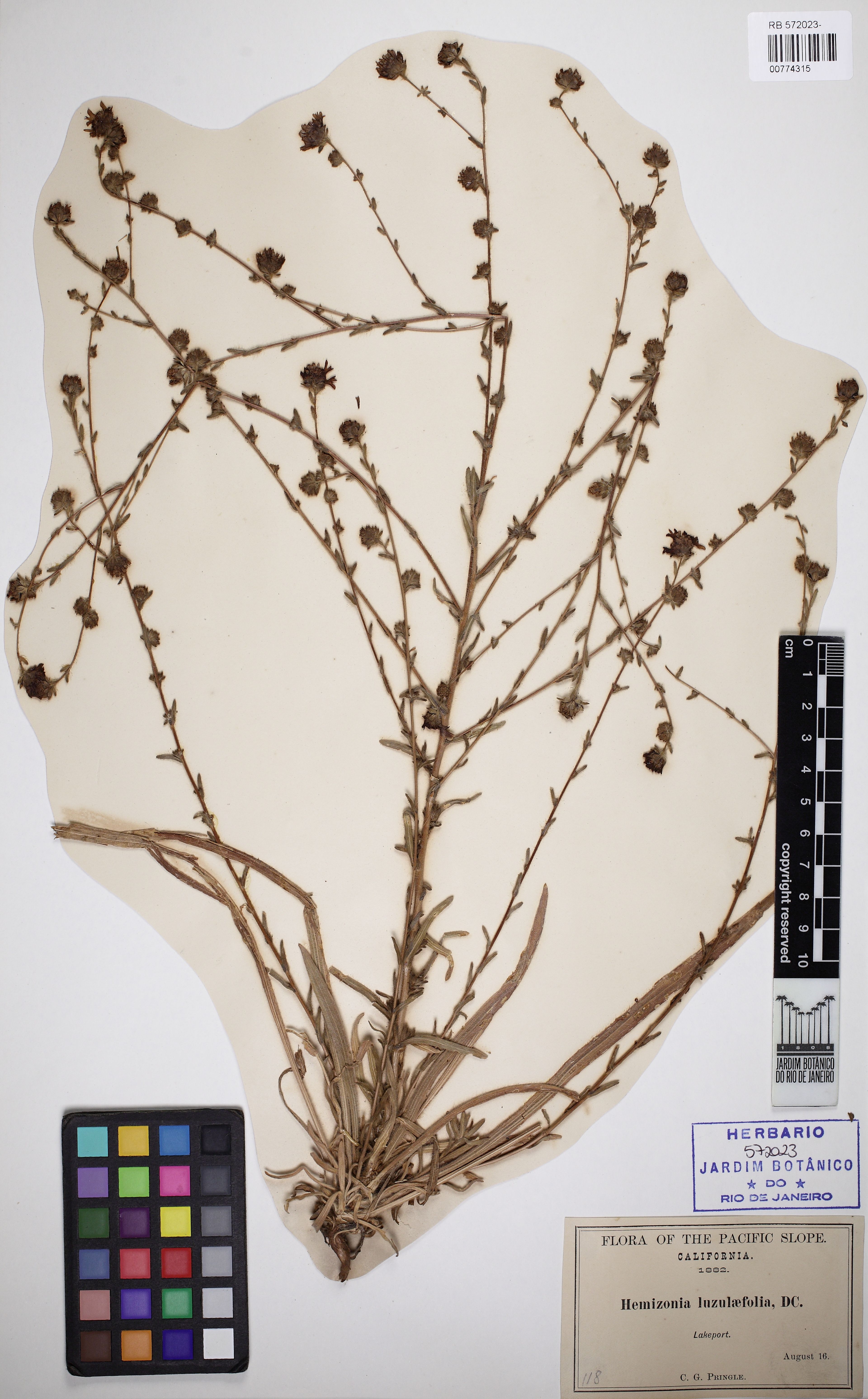 Hemizonia luzulifolia - 11
