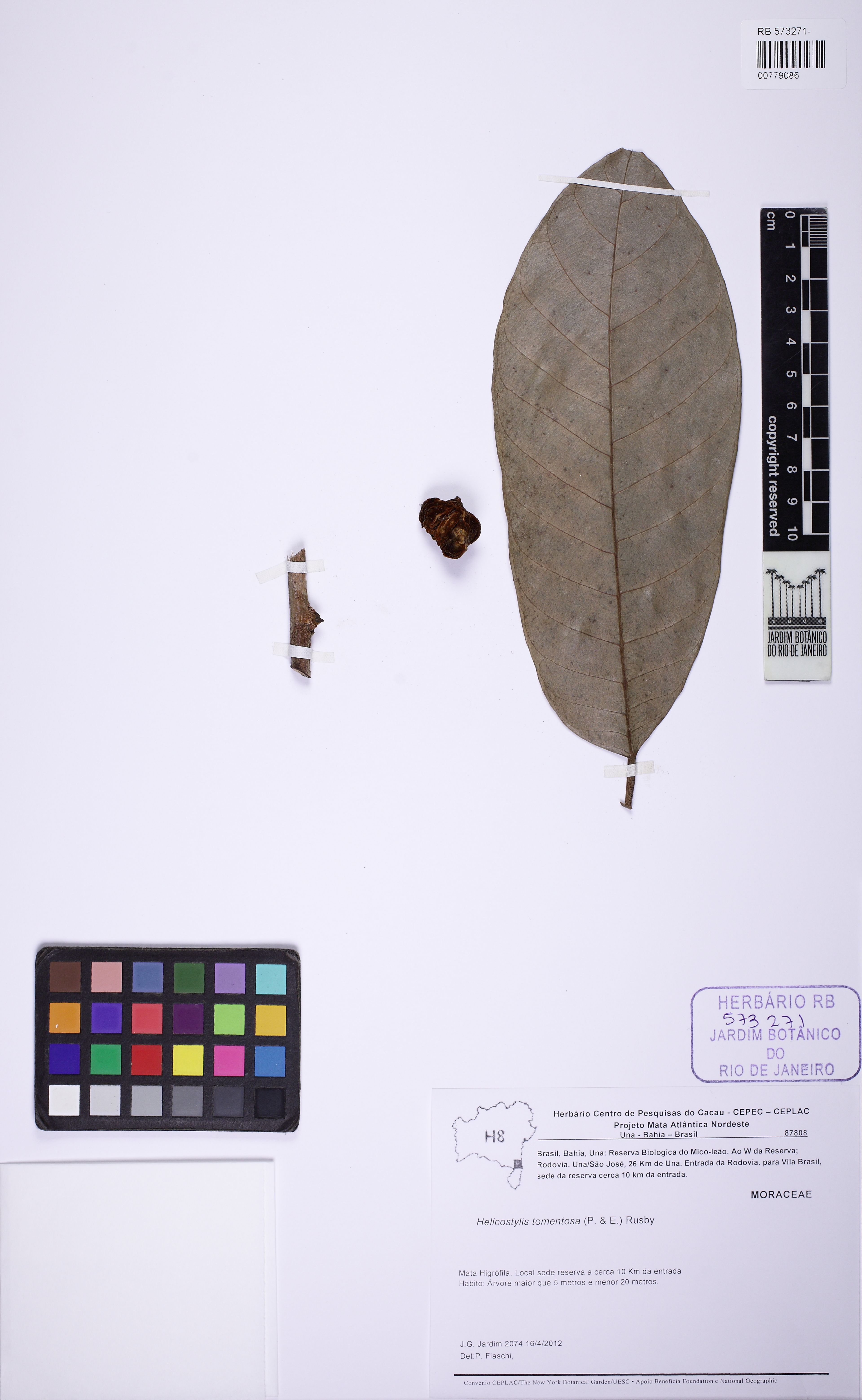 Helicostylis tomentosa - 64