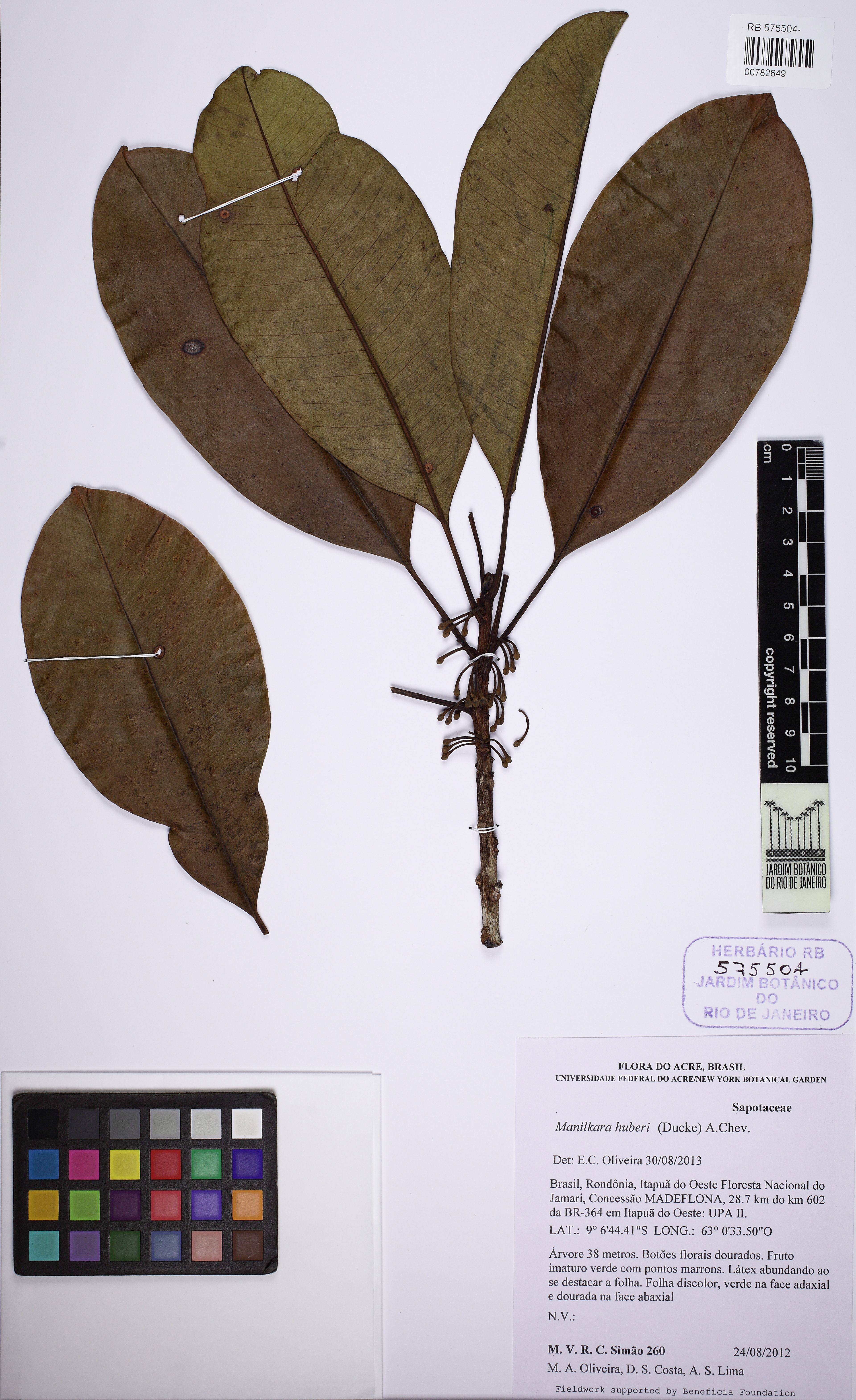 Manilkara huberi - 79